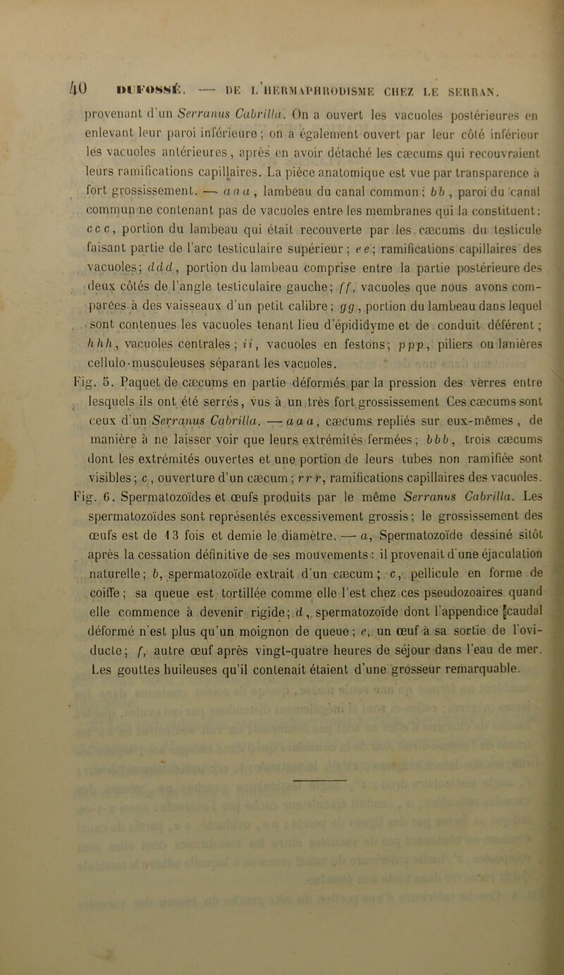 ko IHI'OSSÉ. — UE L1IERMAPHRODISME CHEZ LE SERRAN. provenant d un Serrunus Cabrilhi. On a ouvert les vacuoles postérieures en enlevant leur paroi inférieure; on a également ouvert par leur côté inférieur les vacuoles antérieures, après en avoir détaché les cæcums cjui recouvraient leurs ramifications capillaires. La pièce anatomique est vue par transparence ii fort grossissement. — an a , lambeau du canal commun ; bb , paroi du canal commun ne contenant pas de vacuoles entre les membranes qui la constituent: ccc, portion du lambeau qui était recouverte par les.cæcums du testicule faisant partie de l’arc testiculaire supérieur; ee \ ramifications capillaires des vacuoles; ddd, portion du lambeau comprise entre la partie postérieure des deux côtés de l’angle testiculaire gauche; ff, vacuoles que nous avons com- parées à des vaisseaux d’un petit calibre ; g g, portion du lambeau dans lequel sont contenues les vacuoles tenant lieu d’épididyme et de conduit déférent ; lihh, vacuoles centrales ; ii, vacuoles en festons; ppp, piliers ou lanières cellulo-musculeuses séparant les vacuoles. Fig. 5. Paquet de cæcums en partie déformés par la pression des verres entre lesquels ils ont été serrés, vus à un très fort grossissement Ces cæcums sont ceux d’un Serranus Cabrilla. —aaa, cæcums repliés sur eux-mêmes, de manière à ne laisser voir que leurs extrémités fermées; bbb, trois cæcums dont les extrémités ouvertes et une portion de leurs tubes non ramifiée sont visibles ; c , ouverture d’un cæcum ; rr r, ramifications capillaires des vacuoles. Fig. 6. Spermatozoïdes et œufs produits par le même Serranus Cabrilla. Les spermatozoïdes sont représentés excessivement grossis; le grossissement des œufs est de 13 fois et demie le diamètre. — a, Spermatozoïde dessiné sitôt après la cessation définitive de ses mouvements: il provenait d’une éjaculation naturelle; ô, spermatozoïde extrait d'un cæcum ; c, pellicule en forme de coiffe; sa queue est tortillée comme elle l’est chez ces pseudozoaires quand elle commence à devenir rigide; d, spermatozoïde dont l’appendice [caudal déformé n’est plus qu’un moignon de queue ; e, un œuf à sa sortie de l’ovi- ducte; f, autre œuf après vingt-quatre heures de séjour dans l’eau de mer. Les gouttes huileuses qu’il contenait étaient d’une grosseur remarquable.