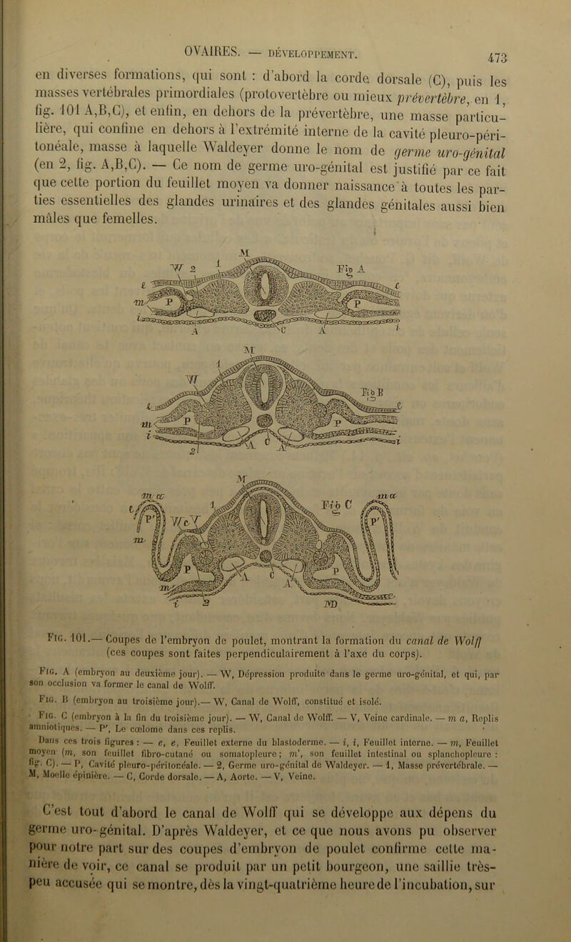 en diverses formations, qui sont : d’abord la corde dorsale (G), puis les masses vertébrales primordiales (protovertèbre ou mieux prévertèbre, en 1 tig. J01 A,B,G), et enfin, en dehors de la prévertèbre, une masse particu- lière, qui confine en dehors à l’extrémité interne de la cavité pleuro-péri- tonéale, masse à laquelle Waldeyer donne le nom de fterme uro-arnilnl (en 2, lig. A,B,C). - Ce nom de germe uro-génital est justilé par afait que cette portion du feuillet moyen va donner naissance à toutes les par- ties essentielles des glandes urinaires et des glandes génitales aussi bien mâles que femelles. Fig. 101.— Coupes de l’embryon de poulet, montrant la formation du canal de Wolf] (ces coupes sont faites perpendiculairement à l’axe du corps). Fig. A (embryon au deuxieme joui'). — W, De'prcssion produite dans le germe uro-génital, et qui, par son occlusion va former le canal de Wolff. Fig. B (embryon au troisième jour).— W, Canal de Wolff, constitué et isolé. Fig. C (embryon à la fin du troisième jour). — W, Canal de WolfT. — V, Veine cardinale. — m a, Replis amniotiques. — P', Le cœlomc dans ces replis. Dans ces trois figures : — e, e. Feuillet externe du blastoderme. — i, i, Feuillet interne. — m, Feuillet moyen (m, son feuillet fibro-cutané ou somatoplcure ; m’, son feuillet intestinal ou splanchoplcure : tig. C). — P, Cavité pleuro-péritonéale. — 2, Germe uro-génital de Waldeyer. — d, Masse prévertébrale. — M, Moelle épinière. — C, Corde dorsale. — A, Aorte. — V, Veine. C’est tout d’abord le canal de WolfT qui se développe aux dépens du germe uro- génital. D’après Waldeyer, et ce que nous avons pu observer pour notre part sur des coupes d’embryon de poulet confirme celle ma- nière de voir, ce canal se produit par un petit bourgeon, une saillie très- peu accusée qui se montre, dès la vingt-quatrième heure de l’incubation, sur