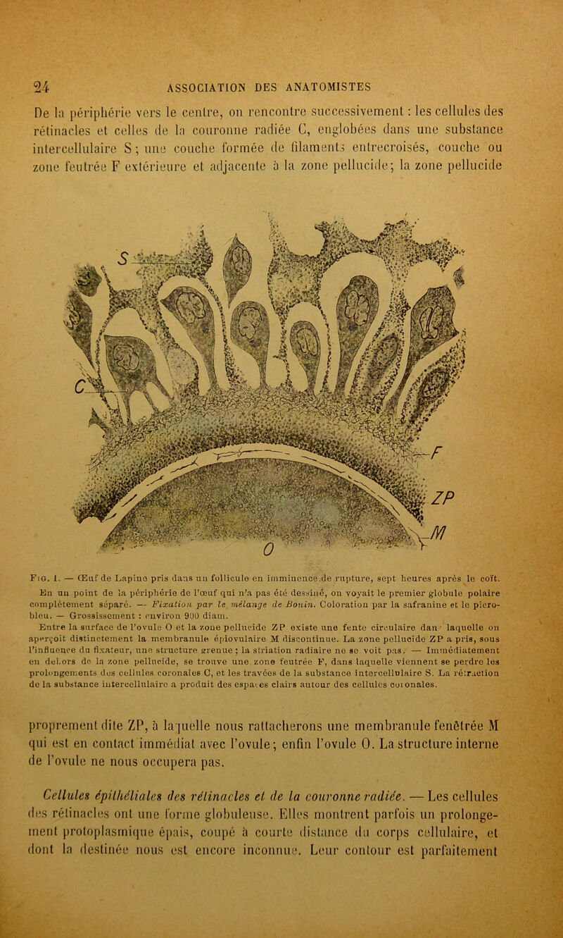 De la périphérie vers le centre, on rencontre successivement : les cellules des rétinacles et celles de la couronne radiée C, englobées dans une substance intercellulaire S ; une couche formée de filaments entrecroisés, couche ou zone feutrée F extérieure et adjacente à la zone pellucide; la zone pellucide Fig. 1. — Œuf de Lapine pris dans un follicule en imminence.de rupture, sept heures après le coït. Un an point de la périphérie de l’œuf qui n’a pas été dessiné, on voyait le premier globule polaire complètement séparé. — Fixation par le mélange de Bouin. Coloration par la safranine et le picro- bleu. — Grossissement : environ 900 diam. Entre la surface de l’ovule O et la zone pellucide Z P existe une fente circulaire dan - laquelle on aperçoit distinctement la membranule épiovulaire M discontinue. La zone pellucide ZP a pris, sous l’influenoe du fixateur, une structure grenue ; la striation radiaire ne se voit pas. — Immédiatement en dehors dn la zone pellucide, se trouve une zone feutrée F, dans laquelle viennent se perdre les prolongements des cellules coronales C, et les travées de la substance intercellulaire S. La rétraction de la substance intercellulairo a produit des espaies clairs autour des cellules coionales. proprement dite ZP, à laquelle nous rattacherons une membranule fenêtrée M qui est en contact immédiat avec l’ovule; enfin l’ovule 0. La structure interne de l’ovule ne nous occupera pas. Cellules épithéliales des rétinacles et (le la couronne radiée. — Les cellules des rétinacles ont une forme globuleuse. Elles montrent parfois un prolonge- ment protoplasmique épais, coupé à courte distance du corps cellulaire, et dont la destinée nous est encore inconnue. Leur contour est parfaitement