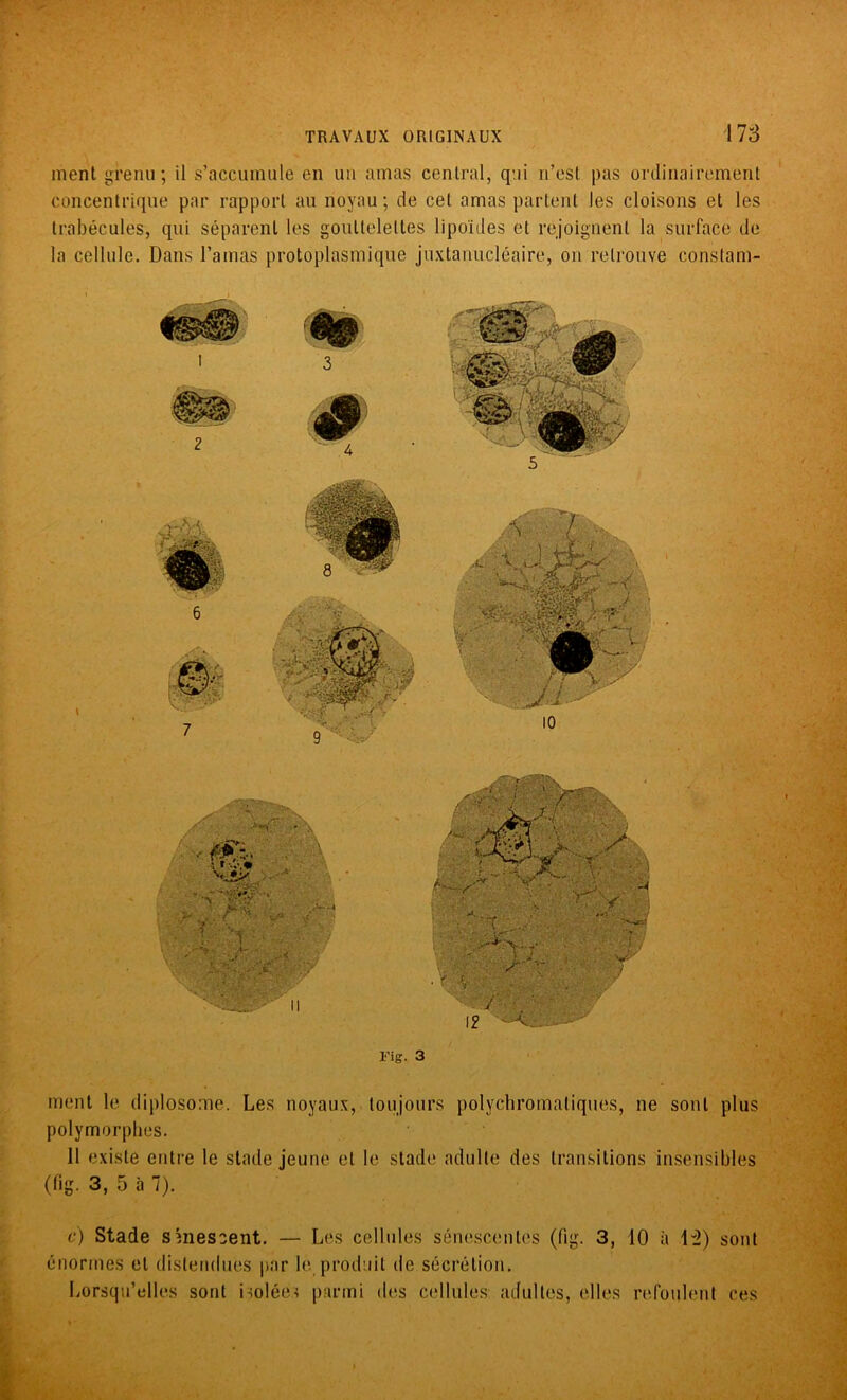 ment grenu; il s’accumule en un amas central, qui n’est pas ordinairement concentrique par rapport au noyau; de cet amas partent les cloisons et les trabécules, qui séparent les gouttelettes lipoïdes et rejoignent la surface de la cellule. Dans l’amas protoplasmique juxtanucléaire, on retrouve constam- Fig. 3 ment le diplosome. Les noyaux, toujours polychromaliques, ne sont plus polymorphes. 11 existe entre le stade jeune et le stade adulte des transitions insensibles (fig- 3, 5 à 7). c) Stade sénescent. — Les cellules sénescentes (fig. 3, 10 à ld) sont énormes et distendues par lé produit de sécrétion. Lorsqu’elles sont isolées parmi des cellules adultes, elles refoulent ces