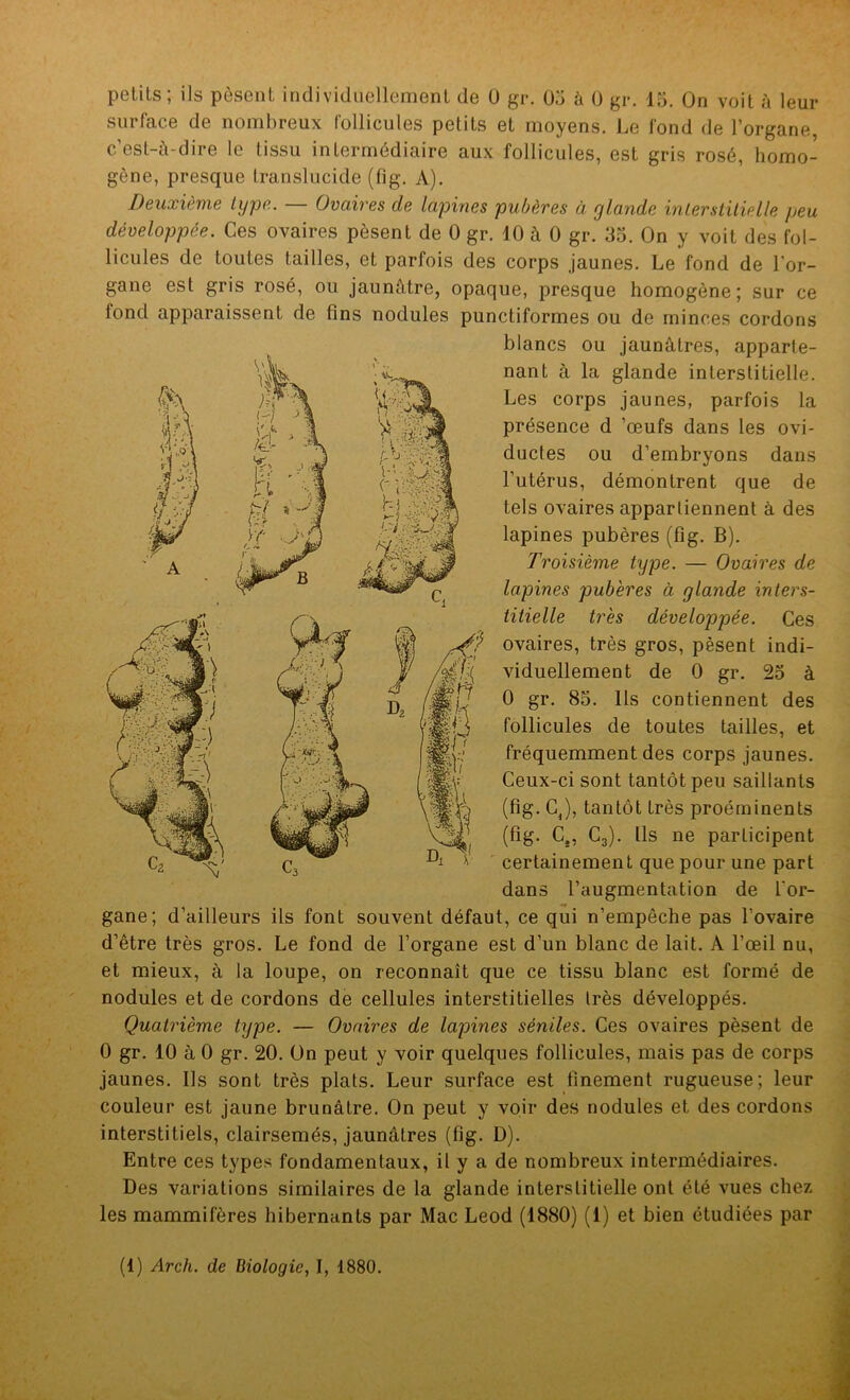 surface de nombreux follicules petits et moyens. Le fond de l’organe, c’est-à-dire le tissu intermédiaire aux follicules, est gris rosé, homo- gène, presque translucide (fig. A). Deuxième type. — Ovaires de lapines pubères à glande interstitielle peu développée. Ces ovaires pèsent de 0 gr. 10 à 0 gr. 35. On y voit des fol- licules de toutes tailles, et parfois des corps jaunes. Le fond de l'or- gane est gris rosé, ou jaunâtre, opaque, presque homogène; sur ce fond apparaissent de fins nodules punctiformes ou de minces cordons blancs ou jaunâtres, apparte- nant à la glande interstitielle. Les corps jaunes, parfois la présence d ’œufs dans les ovi- ductes ou d’embryons dans l’utérus, démontrent que de tels ovaires appartiennent à des lapines pubères (fig. B). Troisième type. — Ovaires de lapines pubères à glande inters- titielle très développée. Ces ovaires, très gros, pèsent indi- viduellement de 0 gr. 25 à 0 gr. 85. Ils contiennent des follicules de toutes tailles, et fréquemment des corps jaunes. Ceux-ci sont tantôt peu saillants (fig. C,), tantôt très proéminents (fig. C,, C3). Ils ne participent certainement que pour une part dans l’augmentation de l'or- gane; d’ailleurs ils font souvent défaut, ce qui n’empêche pas l’ovaire d’être très gros. Le fond de l’organe est d’un blanc de lait. A l’œil nu, et mieux, à la loupe, on reconnaît que ce tissu blanc est formé de nodules et de cordons de cellules interstitielles très développés. Quatrième type. — Ovaires de lapines séniles. Ces ovaires pèsent de 0 gr. 10 à 0 gr. 20. ün peut y voir quelques follicules, mais pas de corps jaunes. Us sont très plats. Leur surface est finement rugueuse; leur couleur est jaune brunâtre. On peut y voir des nodules et des cordons interstitiels, clairsemés, jaunâtres (fig. D). Entre ces types fondamentaux, il y a de nombreux intermédiaires. Des variations similaires de la glande interstitielle ont été vues chez les mammifères hibernants par Mac Leod (1880) (1) et bien étudiées par (1) Arch. de Biologie, I, 1880.