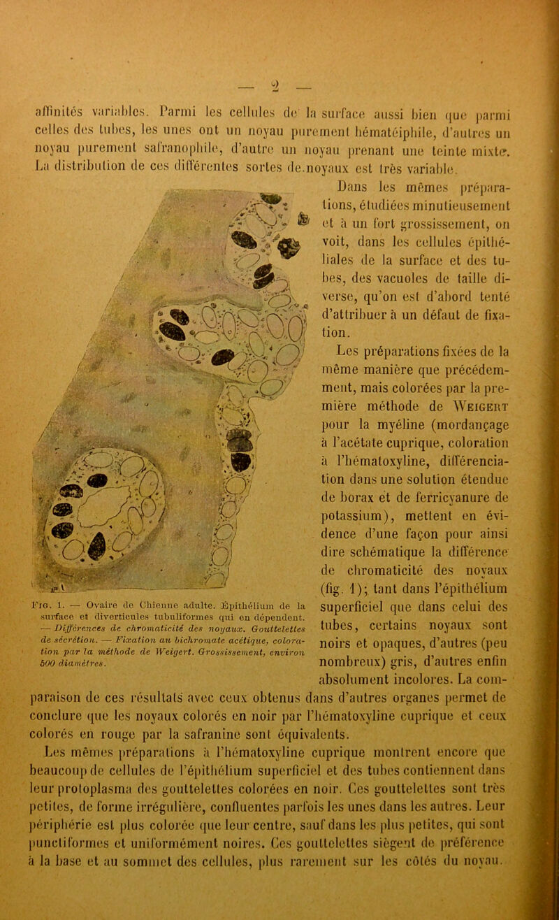 a/Tinilés variahlcs. Parmi les cellules de la suiface aussi bien (jue parmi celles des tubes, les unes ont un noyau piiremenl liéinatéipbile, d’autres un noyau purement sairano[)bile, d’autre un noyau prenant une teinte mixtcr. I.a distribution de ces dillerenles sortes de.noyaux est 1res variable. Dans les mêmes préj)ara- tions, éludiées minutieusement et à un fort grossissement, on voit, dans les cellules épitbé- liales de la surface et des tu- bes, des vacuoles de taille di- verse, qu’on est d’abord tenté d’attribuer à un défaut de fixa- tion. Les préparations fixées de la même manière que précédem- ment, mais colorées par la pre- mière méthode de Weigert pour la myéline (mordançage à l’acétate cuprique, coloration à l’hématoxyline, dilTérencia- tion dans une solution étendue de borax et de ferricvanure de potassium), mettent en évi- dence d’une façon pour ainsi dire schématique la différence de chromaticité des noyaux (fig. 1); tant dans l’épithélium superficiel que dans celui des tubes, certains noyaux sont noirs et opaques, d’autres (peu nombreux) gris, d’autres enfin absolument incolores. La com- paraison de ces résultats avec ceux obtenus dans d’autres organes permet de conclure ipie les noyaux colorés en noir par l’iiématoxyline cuprique et ceux colorés en rouge par la safranine sont équivalents. Les mêmes préparations à l’hématoxyline cuprique montrent encore que beaucoup de cellules de l’épithélium superficiel et des tubes contiennent dans leur proloplasma des gouttelettes colorées en noir. Ces gouttelettes sont très petiles, de forme irrégulière, confluentes parfois les unes dans les autres. Leur jiéripbérie est plus colorée cpie leur centre, sauf dans les plus jietites, qui sont punctiformes et uniformément noires. Ces gouttelettes siègent de préférence à la base et au sommet des cellules, plus rarement sur les côtés du noyau. Fig. 1. — Ovaire do (Jhieune adulte. îSpitliélium de la .surface et diverticules tubuliformes qui en dépendent. — Dijférences de chromaticité des noyaux. Gouttelettes de sécrétion. — Fixation au bichromate acétique, colora- tion par la méthode de Weigert. Grossisseme7it, environ 600 diamètres.