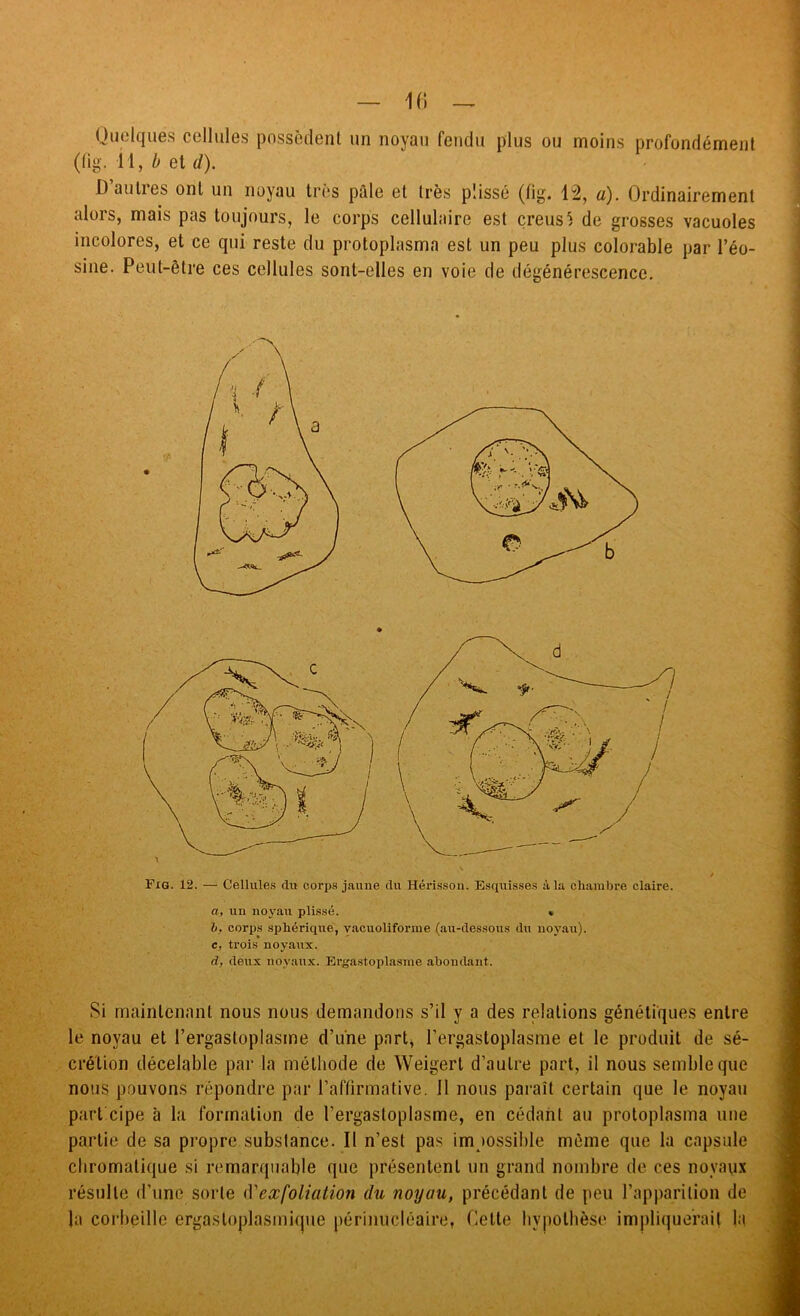 — k; — Quelques cellules possèdent un noyau fendu plus ou moins profondément (tig. il, et (/). D’autres ont un noyau très pâle et très plissé (fig. 12, a). Ordinairement alors, mais pas toujours, le corps cellulaire est çreusî de grosses vacuoles incolores, et ce qui reste du protoplasma est un peu plus colorable par l’éo- sine. Peut-être ces cellules sont-elles en voie de dégénérescence. Fia. 12. — Cellule.s du corp.s jaune du Hérisson. Esquisses à la chambre claire. a, un noyau plissé. ■ h, corps sphérique, vacuoliforine (au-dessous du noyau). c, trois noyaux. d, deux noyaux. Brga.stoplasme abondant. Si maintenant nous nous demandons s’il y a des relations génétiques entre le noyau et l’ergastoplasme d’une part^ l’ergastoplasme et le produit de sé- crétion décelable par la méthode de Weigert d’autre part, il nous semble que nous pouvons répondre par l’affirmative. Il nous paraît certain que le noyau part cipe à la formation de l’ergastoplasme, en cédant au protoplasma une partie de sa propre substance. Il n’est pas impossible môme que la capsule chromatique si remarquable que présentent un grand nombre de ces noyaux résulte d’une sorte d'exfoliation du noyau, précédant de peu l’apparition de la corbeille ergastoplasmique périnucléaire, Celte hypothèse impliquerait la '