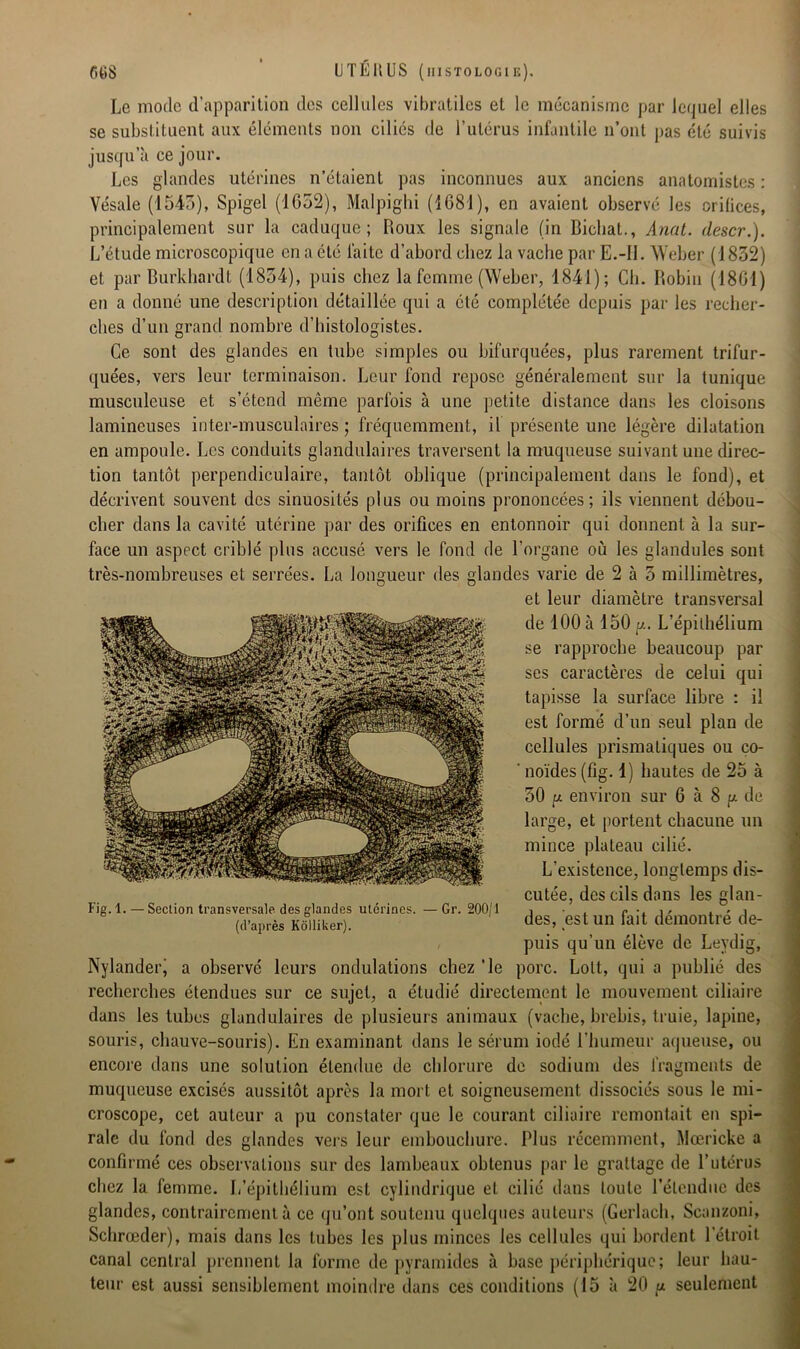 Le mode d’apparition des cellules vibratiles et le mécanisme par lequel elles se substituent aux éléments non ciliés de l’utérus infantile n’ont pas été suivis jusqu’à ce jour. Les glandes utérines n’étaient pas inconnues aux anciens anatomistes : Vésale (1543), Spigel (1652), Malpighi (1681), en avaient observé les orifices, principalement sur la caduque; Houx les signale (in Bichat., Anat. (léser.). L’étude microscopique en a été laite d’abord chez la vache par E.-Il. Weber (1832) et par Burkhardt (1834), puis chez la femme (Weber, 1841); Ch. Robin (1861) en a donné une description détaillée qui a été complétée depuis par les recher- ches d’un grand nombre d’histologistes. Ce sont des glandes en tube simples ou bifurquées, plus rarement trifur- quées, vers leur terminaison. Leur fond repose généralement sur la tunique musculeuse et s’étend même parfois à une petite distance dans les cloisons lamineuses inter-musculaires; fréquemment, il présente une légère dilatation en ampoule. Les conduits glandulaires traversent la muqueuse suivant une direc- tion tantôt perpendiculaire, tantôt oblique (principalement dans le fond), et décrivent souvent des sinuosités plus ou moins prononcées; ils viennent débou- cher dans la cavité utérine par des orifices en entonnoir qui donnent à la sur- face un aspect criblé plus accusé vers le fond de l’organe où les glandules sont très-nombreuses et serrées. La longueur des glandes varie de 2 à 3 millimètres, et leur diamètre transversal de 100 à 150 p. L’épithélium se rapproche beaucoup par ses caractères de celui qui tapisse la surface libre : il est formé d’un seul plan de cellules prismatiques ou co- ' noïdes (fig. 1) hautes de 25 à 30 p environ sur 6 à 8 p de large, et portent chacune un mince plateau cilié. L’existence, longtemps dis- cutée, des cils dans les glan- des, est un fait démontré de- puis qu’un élève de Leydig, Nylanderi a observé leurs ondulations chez 'le porc. Lolt, qui a publié des recherches étendues sur ce sujet, a étudié directement le mouvement ciliaire dans les tubes glandulaires de plusieurs animaux (vache, brebis, truie, lapine, souris, chauve-souris). En examinant dans le sérum iodé l’humeur aqueuse, ou encore dans une solution étendue de chlorure de sodium des fragments de muqueuse excisés aussitôt après la mort et soigneusement dissociés sous le mi- croscope, cet auteur a pu constater que le courant ciliaire remontait en spi- rale du fond des glandes vers leur embouchure. Plus récemment, Mœricke a confirmé ces observations sur des lambeaux obtenus par le grattage de l’utérus chez la femme. L’épithélium est cylindrique et cilié dans toute l’étendue des glandes, contrairement à ce qu’ont soutenu quelques auteurs (Gerlach, Scanzoni, Schrœder), mais dans les tubes les plus minces les cellules qui bordent l’étroit canal central prennent la forme de pyramides à base périphérique; leur hau- teur est aussi sensiblement moindre dans ces conditions (15 à 20 u seulement Fig. 1. — Seclion transversale des glandes utérines. —Gr. 200/1 (d’après Kolliker).