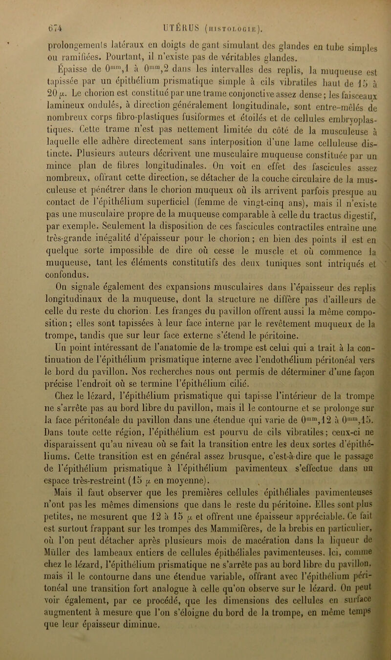 prolongements latéraux en doigts de gant simulant des glandes en tube simples ou ramifiées. Pourtant, il n’existe pas de véritables glandes. Épaisse de 0,,,m,l à 0mm,2 dans les intervalles des replis, la muqueuse est tapissée par un épithélium prismatique simple à cils vibratiles haut de 15 à 20 Le chorion est constitué par une trame conjonctive assez dense ; les faisceaux lamineux ondulés, à direction généralement longitudinale, sont entre-mêlés de nombreux corps fibro-plastiques fusiformes et étoilés et de cellules embryoplas- tiques. Cette trame n’est pas nettement limitée du côté de la musculeuse à laquelle elle adhère directement sans interposition d’une lame celluleuse dis- tincte. Plusieurs auteurs décrivent une musculaire muqueuse constituée par un mince plan de fibres longitudinales. On voit en effet des fascicules assez nombreux, offrant cette direction, se détacher de la couche circulaire de la mus- culeuse et pénétrer dans le chorion muqueux où ils arrivent parfois presque au contact de l’épithélium superticiel (femme de vingt-cinq ans), mais il n’existe pas une musculaire propre de la muqueuse comparable à celle du tractus digestif, par exemple. Seulement la disposition de ces fascicules contractiles entraîne une très-grande inégalité d’épaisseur pour le chorion ; en bien des points il est en quelque sorte impossible de dire où cesse le muscle et où commence la muqueuse, tant les éléments constitutifs des deux tuniques sont intriqués et confondus. On signale également des expansions musculaires dans l’épaisseur des replis longitudinaux de la muqueuse, dont la structure ne diffère pas d’ailleurs de celle du reste du chorion. Les franges du pavillon offrent aussi la même compo- sition; elles sont tapissées à leur face interne par le revêtement muqueux de la trompe, tandis que sur leur face externe s’étend le péritoine. Un point intéressant de l’anatomie de la-trompe est celui qui a trait à la con- tinuation de l’épithélium prismatique interne avec l’endothélium péritonéal vers le bord du pavillon. Nos recherches nous ont permis de déterminer d’une façon précise l’endroit où se termine l’épithélium cilié. Chez le lézard, l’épithélium prismatique qui tapisse l’intérieur de la trompe ne s’arrête pas au bord libre du pavillon, mais il le contourne et se prolonge sur la face péritonéale du pavillon dans une étendue qui varie de 0,lim,12 à 0mm,15. Dans toute cette région, l’épithélium est pourvu de cils vibratiles; ceux-ci ne disparaissent qu’au niveau où se fait la transition entre les deux sortes d’épithé- liums. Cette transition est en général assez brusque, c’est-à-dire que le passage de l’épithélium prismatique à l’épithélium pavimenteux s’effectue dans un espace très-restreint (15 p. en moyenne). Mais il faut observer que les premières cellules épithéliales pavimenteuses n’ont pas les mêmes dimensions que dans le reste du péritoine. Elles sont plus petites, ne mesurent que 12 à 15 p. et offrent une épaisseur appréciable. Ce fait est surtout frappant sur les trompes des Mammifères, de la brebis en particulier, où l’on peut détacher après plusieurs mois de macération dans la liqueur de Muller des lambeaux entiers de cellules épithéliales pavimenteuses. Ici, comme chez le lézard, l’épithélium prismatique ne s’arrête pas au bord libre du pavillon, mais il le contourne dans une étendue variable, offrant avec l’épithélium péri- tonéal une transition fort analogue à celle qu’on observe sur le lézard. On peut voir également, par ce procédé, que les dimensions des cellules en surface augmentent à mesure que l’on s’éloigne du bord de la trompe, en même temps que leur épaisseur diminue.