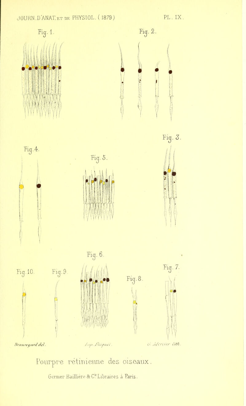 JOURN.L ANAT.et de PHYSIOL. ( 1879) PL. IX. Pourpre rétinienne des oiseaux. Germer Baillière & Cl6 Libraire s à Paris.