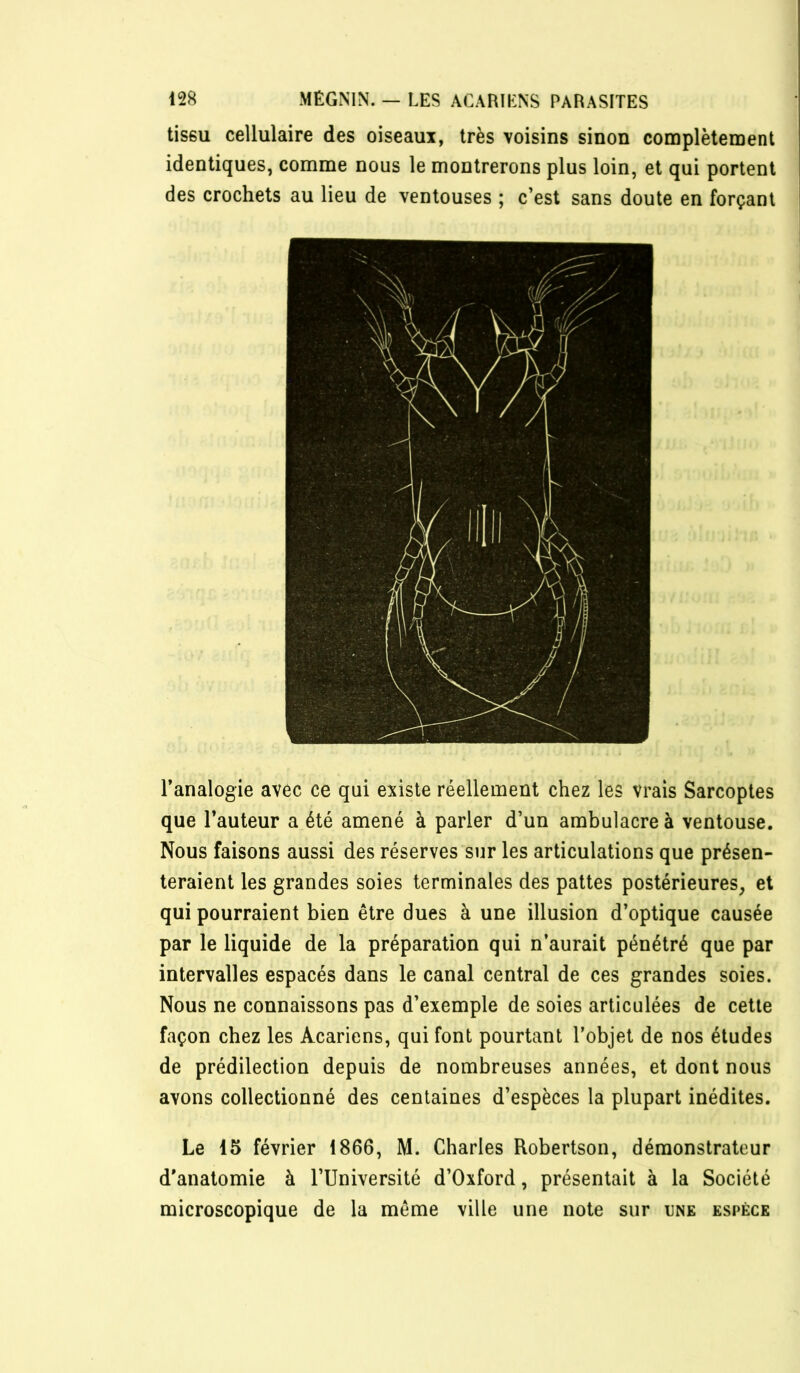 tissu cellulaire des oiseaui, très voisins sinon complètement identiques, comme nous le montrerons plus loin, et qui portent des crochets au lieu de ventouses ; c’est sans doute en forçant l’analogie avec ce qui existe réellement chez les vrais Sarcoptes que l’auteur a été amené à parler d’un ambulacre à ventouse. Nous faisons aussi des réserves sur les articulations que présen- teraient les grandes soies terminales des pattes postérieures, et qui pourraient bien être dues à une illusion d’optique causée par le liquide de la préparation qui n’aurait pénétré que par intervalles espacés dans le canal central de ces grandes soies. Nous ne connaissons pas d’exemple de soies articulées de cette façon chez les Acariens, qui font pourtant l’objet de nos études de prédilection depuis de nombreuses années, et dont nous avons collectionné des centaines d’espèces la plupart inédites. Le 15 février 1866, M. Charles Robertson, démonstrateur d’anatomie à l’Université d’Oxford, présentait à la Société microscopique de la même ville une note sur une espèce