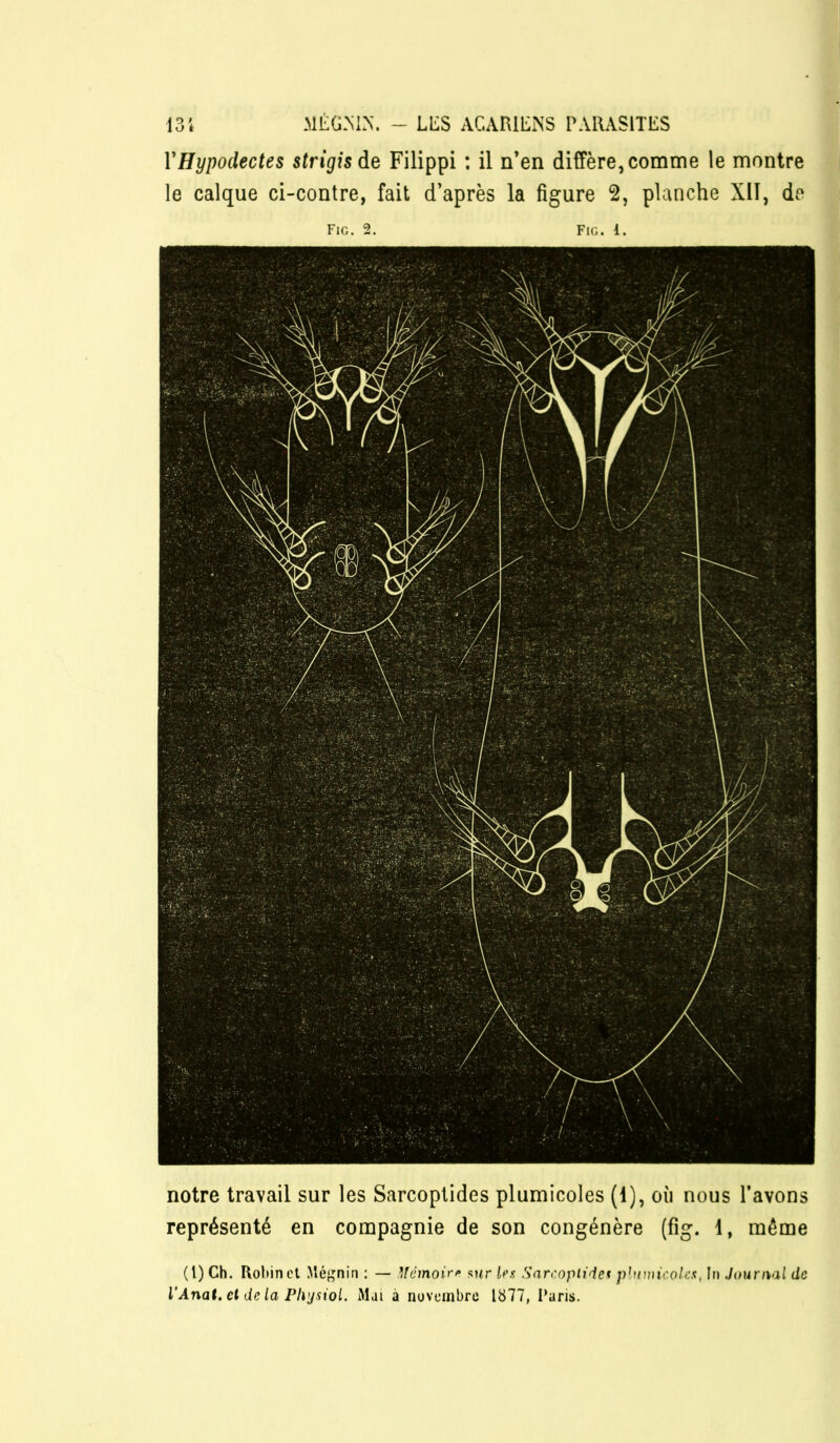 VHypodectes strigisàe Filippi ; il n’en diffère, comme le montre le calque ci-contre, fait d’après la figure 2, planche XII, de Fig. 2. notre travail sur les Sarcoplides plumicoles (1), où nous l’avons représenté en compagnie de son congénère (fig. 1, même (l) Ch. Robinet Méf^nin : — Memoirp <^ur 1rs Sarropiide* phnnicolrx, In Journal de VAnat. et de la Physiol. Mai à novembre 1877, l’aris.