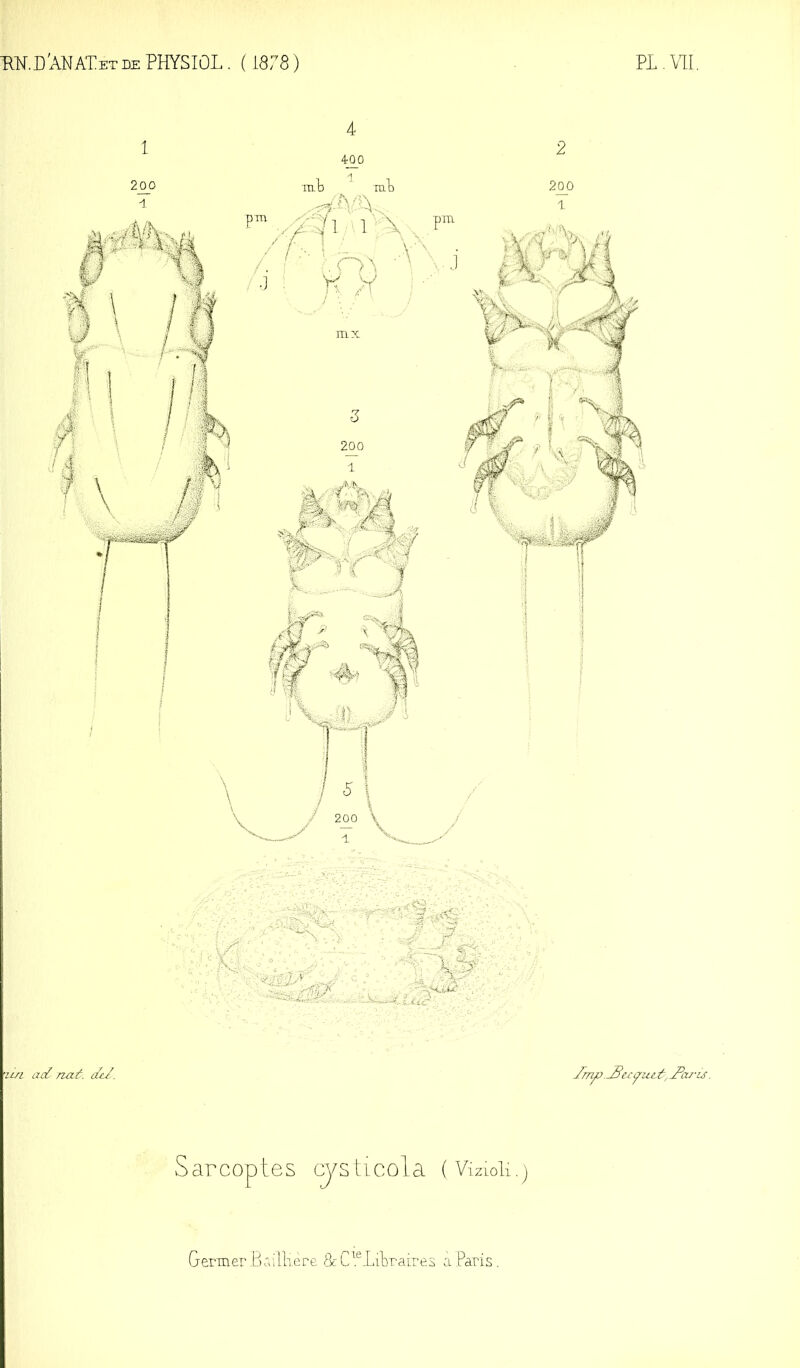 mD’ANATETDEPHYSIûL. (1878) PL.W. lin ad naf. de/. Jd'u Sarcoptes cj/sticola (Vizioli.j Germer B ailliere aC^.^Litraires a Paris.