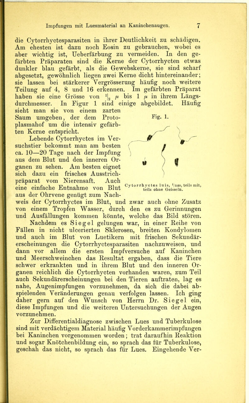 die Cytorrhyctesparasiten in ihrer Deutlichkeit zu schädigen. Am ehesten ist dazu noch Eosin zu gebrauchen, wobei es aber wichtig ist, Ueberfärbung zu vermeiden. In den ge- färbten Präparaten sind die Kerne der Cytorrhycten etwas dunkler blau gefärbt, als die Gewebskerne, sie sind scharf abgesetzt, gewöhnlich liegen zwei Kerne dicht hintereinander; sie lassen bei stärkerer Vergrösserung häufig noch weitere Teilung auf 4, 8 und 16 erkennen. Im gefärbten Präparat haben sie eine Grösse von \ bis 1 in ihrem Längs- durchmesser. In Figur 1 sind einige abgebildet. Häufig sieht man sie von einem zarten Saum umgeben, der dem Proto- plasmahof um die intensiv gefärb- ten Kerne entspricht. Lebende Cytorrhyctes im Ver- suchstier bekommt man am besten ca. 10—20 Tage nach der Impfung aus dem Blut und den inneren Or- ganen zu sehen. Am besten eignet sich dazu ein frisches Ausstrich- präparat vom Kierensaft. Auch • • i? TT' j. 1 Cytorrhyctes luis, V^-'SO, teils mit, eine einfache Entnahme von Blut teils ohne Geissein, aus der Ohrvene genügt zum Nach- weis der Cytorrhyctes im Blut, und zwar auch ohne Zusatz von einem Tropfen Wasser, durch den es zu Gerinnungen und Ausfüllungen kommen könnte, welche das Bild stören. Nachdem es Siegel gelungen war, in einer Beihe von Fällen in nicht ulcerierten Sklerosen, breiten Kondylomen und auch im Blut von Luetikern mit frischen Sekundär- erscheinungen die Cytorrhyctesparasiten nachzuweisen, und dann vor allem die ersten Impfversuche auf Kaninchen und Meerschweinchen das Besultat ergaben, dass die Tiere schwer erkrankten und in ihrem Blut und den inneren Or- ganen reichlich die Cytorrhycten vorhanden waren, zum Teil auch Sekundärerscheinungen bei den Tieren auftraten, lag es nahe, Augenimpfungen vorzunehmen, da sich die dabei ab- spielenden Veränderungen genau verfolgen lassen. Ich ging daher gern auf den Wunsch von Herrn Dr. Siegel ein, diese Impfungen und die weiteren Untersuchungen der Augen vorzunehmen. Zur Differentialdiagnose zwischen Lues und Tuberkulose sind mit verdächtigem Material häufig Vorderkammerimpfungen bei Kaninchen vorgenommen worden; trat daraufhin Reaktion und sogar Knötchenbildung ein, so sprach das für Tuberkulose, geschah das nicht, so sprach das für Lues. Eingehende Ver- Fig. 1.