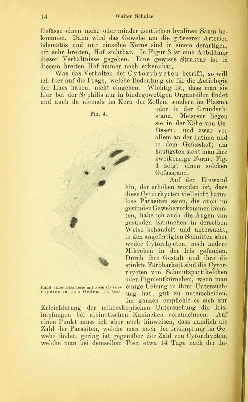 Gefässe einen mehr oder minder deutlichen hyalinen Saum be- kommen. Dann wird das Gewebe um die grösseren Arterien ödematös und nur einzelne Kerne sind in einem derartigen, oft sehr breiten, Hof sichtbar. In Figur 3 ist eine Abbildung dieser Verhältnisse gegeben. Eine gewisse Struktur ist in diesem breiten Hof immer noch erkennbar. Was das Verhalten der Cytorrhycten betrilft, so will ich hier auf die Frage, welche Bedeutung sie für die Aetiologie der Lues haben, nicht eingehen. Wichtig ist, dass man sie hier bei der Syphilis nur in bindegew^ebigen Organteilen findet und auch da niemals im Kern der Zellen, sondern im Plasma oder in der Grundsub- Fig. 4. / / -¥/■ stanz. Meistens liegen sie in der Kähe von Ge- fässen, und zwar vor allem an der Intima und : in dem Gefässhof; am häufigsten sieht man ihre zweikernige Form; Fig. 4 zeigt einen solchen Gefässrand. Auf den Einwand hin, der erhoben worden ist, dass diese Cytorrhycten vielleicht harm- lose Parasiten seien, die auch im gesunden Gewebe verkommen könn- ten, habe ich auch die Augen von gesunden Kaninchen in derselben Weise behandelt und untersucht, in den angefertigten Schnitten aber weder Cytorrhycten, noch andere Mikroben in der Iris gefunden. Durch ihre Gestalt und ihre di- stinkte Färbbarkeit sind die Cytor- rhycten von Schmutzpartikelchen oder Pigmentkörnchen, wenn man einige Hebung in ihrer Untersuch- ung hat, gut zu unterscheiden. Im ganzen empfiehlt es sich zur Erleichterung der mikroskopischen Untersuchung die Iris- impfungen bei albinotischen Kaninchen vorzunehmen. Auf einen Punkt muss ich aber noch hinweisen, dass nämlich die Zahl der Parasiten, welche man nach der Irisimpfung im Ge- webe findet, gering ist gegenüber der Zahl von Cytorrhycten, welche man bei demselben Tier, etwa 14 Tage nach der In- Rand einer Irisarterie mit zwei Cytor- rhycten in dem Oedemhof. ^j‘i2öo.