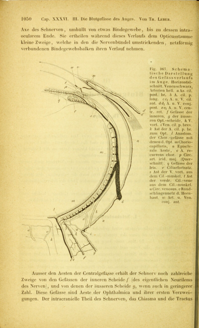 Axe dos Sehnerven , umhiilll von cIanus hindegewehe, bis zn dessen inlra- J ücularem Ende. Sie erlheilen während dieses Verlaufs dein Oplicusslainnie ^ kleine Zweige, welche in den die Nerveidiilndel ninstriekenden, nelzfürinig • verbundenen Hindegewebslialken ihren Verlauf nehnuMi. ^ Kig. 367. Schema- , l i sc li e Da rs l e 11 u II g ^ (I es (i e l aSS ve ria II fs , i III A II ge. Horizoiilal- schiiilt. Venen schwarz, Arlerien hell, a .\a. eil. post. hr. b A. eil. |). long. cci A. n. V. eil. ant. (i(^^ A. ii. V. conj. post, eci A. II. V. ceii- Ir. rel. f (Jeliisse der inneren, g der iinsse- ren Opt.-.scheide, h V. vol l. ♦ Ven. eil. p. hrev. j k Ast der A. eil. p. hr. | zum Opt. / Anastom. j der (dior.-gefüsse mit | denen d. Opt. mChorio- 'j eapiMaris, n Kpiscle- j ralo Aesle, o A. re- |4 cuiTens chor. p Circ. j] arl. irid. maj. (Quer- • S(*hnilt . 7 (jehisse der Iris, r Ciliarforlsalz. s .\sl der V. Nort. aus i dem (äl.-muskel. t Ast I der vordr. Cil.-vene 'f aus dem (ül.-muskcl. // Circ. venosus. v Hand- ■ .schlingennetz d. Ilorn- hant. IV Art. ii. Ven. conj. ant. ti Ausser den Aeslen der Centralgefiu>so erhält der Sehnerv noch zahlreiche ; Zweige von den Gefässen der inneren Scheide f (des eigentlichen Neurileins ii des Nerven), und von denen der äusseren Scheide wenn auch in geringerer ( Zahl. Diese Gefässe sind Aesle der Ophlhalmica und ihrer ersten Veizwei- )i gungen. Der intracranielle Theii des Sehnerven, das Chiasma und die Traclus il