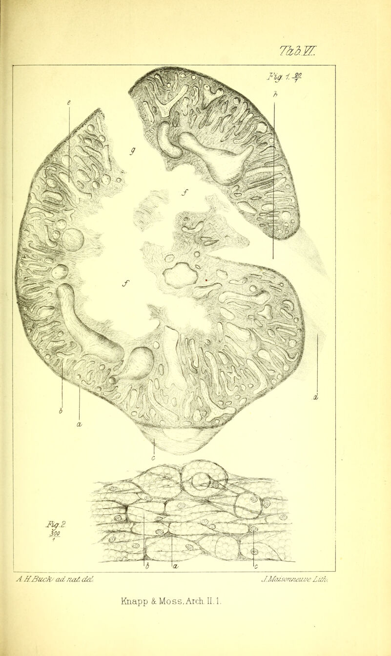 Tü^d.W. J.Mazson/ieuue Zu/i.. Knapp &Moss.ArcLII. 1,