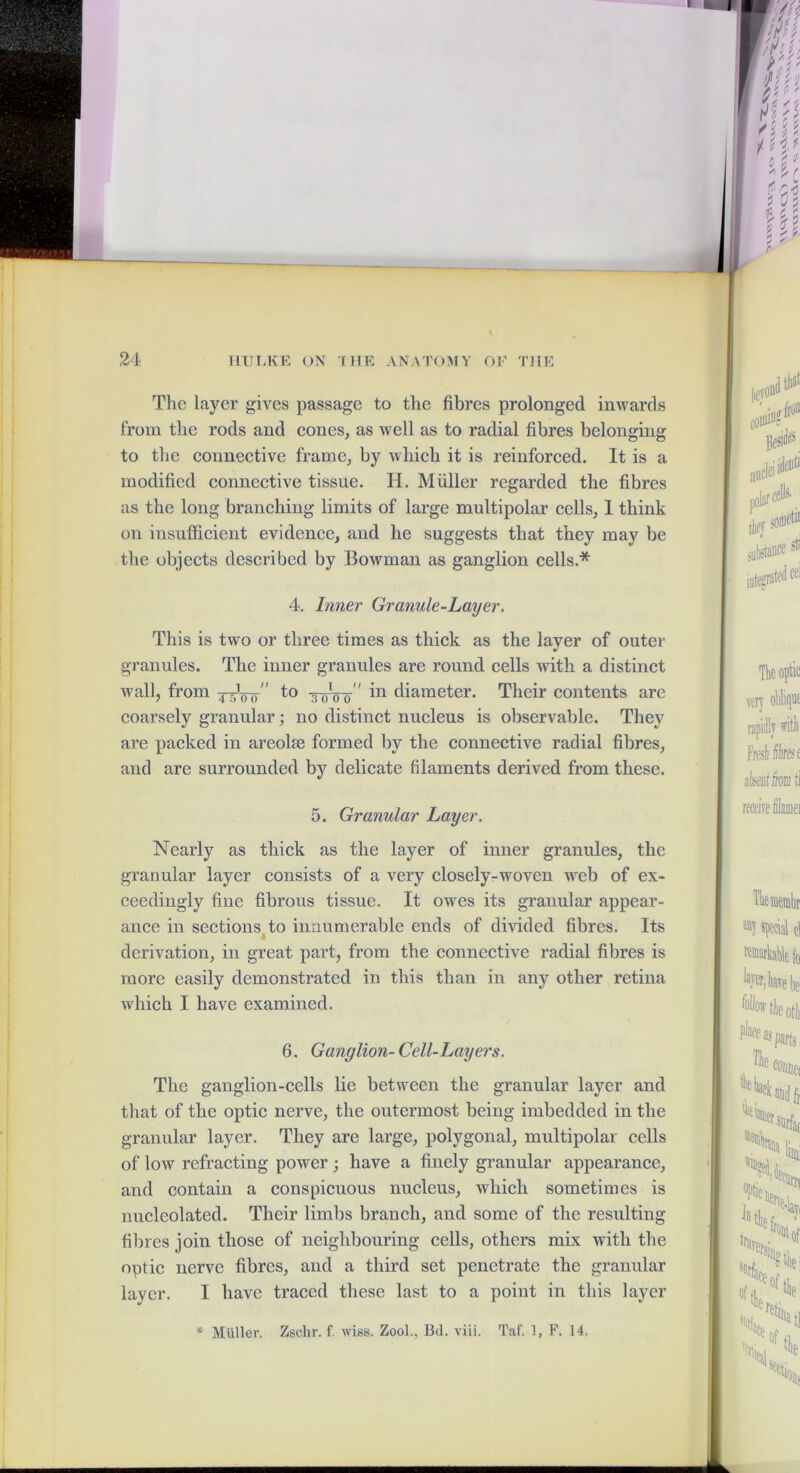 The layer gives passage to the fibres prolonged inwards from the rods and cones, as well as to radial fibres belonging to the connective frame, by which it is reinforced. It is a modified connective tissue. H. Muller regarded the fibres as the long branching limits of large multipolar cells, 1 think on insufficient evidence, and he suggests that they may be the objects described by Bowman as ganglion cells.* This is two or three times as thick as the layer of outer granules. The inner granules are round cells Avith a distinct wall, from J-5V0  diameter. Their contents are coarsely granular; no distinct nucleus is observable. They are packed in areolae formed by the connective radial fibres, and are surrounded by delicate filaments derived from these. Nearly as thick as the layer of inner granules, the granular layer consists of a very closely-woven web of ex- ceedingly fine fibrous tissue. It owes its granular appear- ance in sections to innumerable ends of divided fibres. Its derivation, in great part, from the connective radial fibres is more easily demonstrated in this than in any other retina which I have examined. The ganglion-cells lie between the granular layer and that of the optic nerve, the outermost being imbedded in the ! granular layer. They are large, polygonal, multipolar cells , of low refracting power ; have a finely granular appearance, '! and contain a conspicuous nucleus, which sometimes is nucleolated. Their limbs branch, and some of the resulting fibres join those of neighbouring cells, others mix with the optic nerve fibres, and a third set penetrate the granular ' layer. I have traced these last to a point in this layer * Muller. Zschr. f. wiss. Zool., Bd. viii. Taf. 1, F. 14, 4. Inner Granule-Layer. 5. Granular Layer. 6. Ganglion-Cell-Layers.