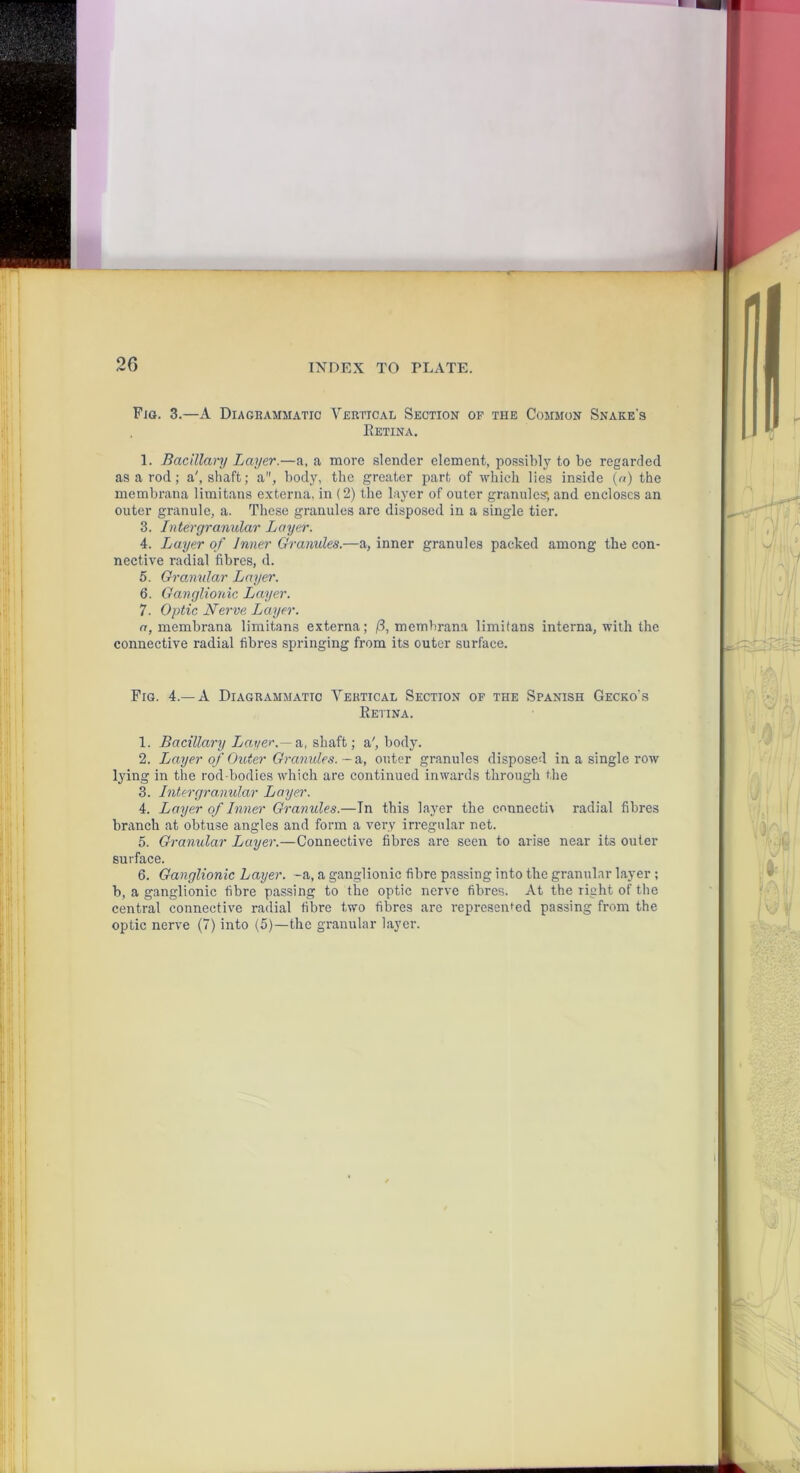26 INDEX TO TLATE. Fio. 3.—A Diagrammatic Vertical Section of the Common Snake's Eetina. 1. BaciUaiij Layer.—a, a more slender element, possibly to be regarded as a rod; a', shaft; a, body, the greater part of which lies inside (cO the membrana limitans externa, in (2) the layer of outer granules', and encloses an outer granule, a. These granules are disposed in a single tier. 3. Intergranular Layer. 4. Layer of Inner Granules.—a, inner granules packed among the con- nective radial fibres, d. 5. Granular Layer. 6. Ganglionic Layer. 7. Optic Nerve Layer. a, membrana limitans externa; membrana limitans interna, with the connective radial fibres springing from its outer surface. Fig. 4.—a Diagrammatic Vertical Section of the Spanish Gecko's Retina. 1. Bacillary Latter.^ a, shaft; a', body. 2. Layer of Outer Granules, -a, outer granules disposed in a single row l^'ing in the rod-bodies which are continued inwards through the 3. Intergranular Layer. 4. Layer of Inner Granules.—In this layer the connectit radial fibres branch at obtuse angles and form a very irregular net. 5. Granular Layer.—Connective fibres arc seen to arise near its outer surface. 6. Ganglionic Layer, -a, a ganglionic fibre passing into the granular layer ; b, a ganglionic fibre passing to the optic nerve fibres. At the right of the central connective radial fibre two fibres are represented passing from the optic nerve (7) into (5)—the granular layer.