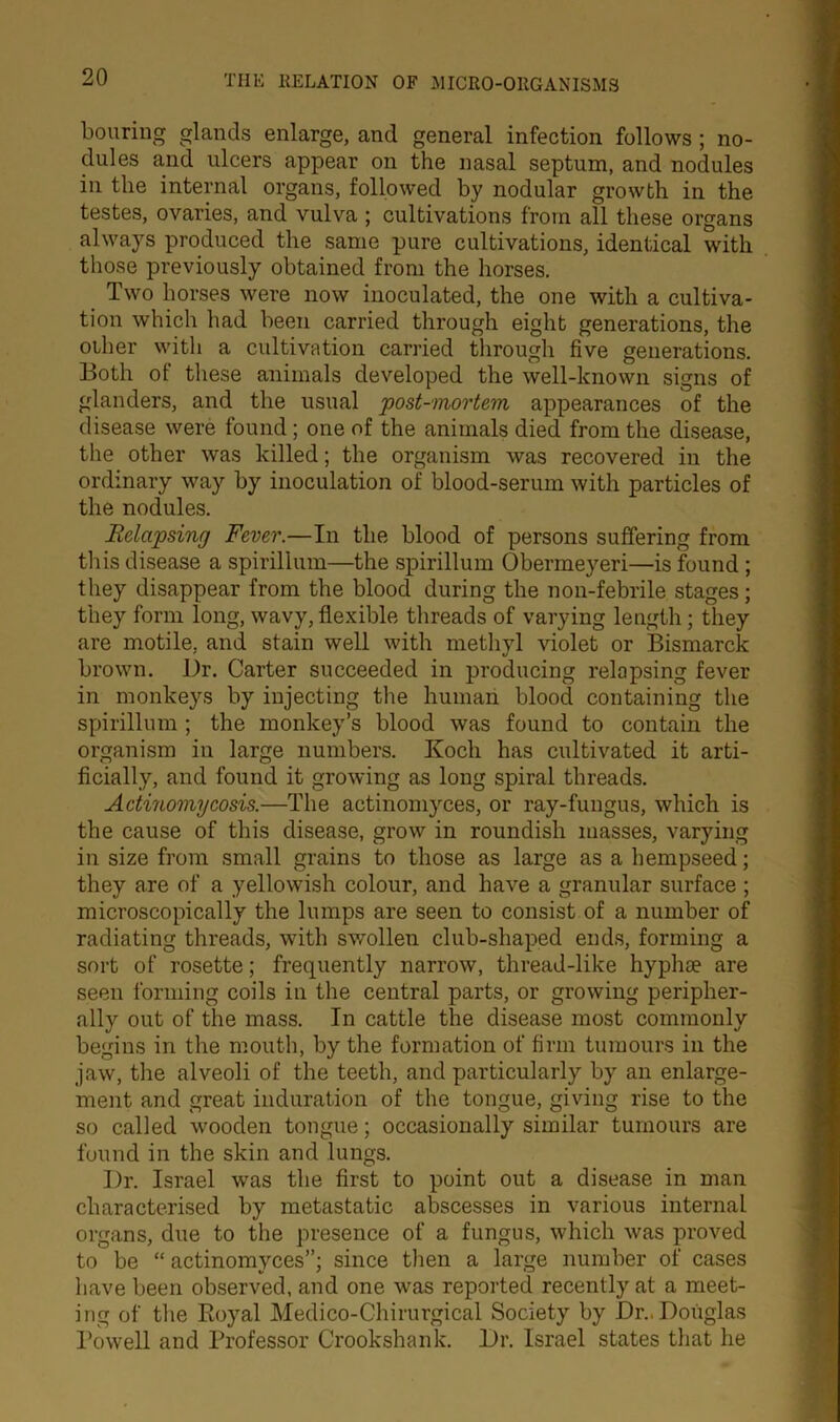 bouring glands enlarge, and general infection follows ; no- dules and ulcers appear on the nasal septum, and nodules in the internal organs, followed by nodular growth in the testes, ovaries, and vulva ; cultivations from all these organs always produced the same pure cultivations, identical with those previously obtained from the horses. Two horses were now inoculated, the one with a cultiva- tion which had been carried through eight generations, the other with a cultivation carried through five generations. Both of these animals developed the well-known signs of glanders, and the usual post-mortem appearances of the disease were found; one of the animals died from the disease, the other was killed; the organism was recovered in the ordinary way by inoculation of blood-serum with particles of the nodules. Relapsing Fever.—In the blood of persons suffering from this disease a spirillum—the spirillum Obermeyeri—is found ; they disappear from the blood during the non-febrile stages; they form long, wavy, flexible threads of varying length; they are motile, and stain well with methyl violet or Bismarck brown. Dr. Carter succeeded in producing relapsing fever in monkeys by injecting the human blood containing the spirillum ; the monkey’s blood was found to contain the organism in large numbers. Koch has cultivated it arti- ficially, and found it growing as long spiral threads. Actinomycosis.—The actinomyces, or ray-fungus, which is the cause of this disease, grow in roundish masses, varying in size from small grains to those as large as a hempseed; they are of a yellowish colour, and have a granular surface ; microscopically the lumps are seen to consist of a number of radiating threads, with swollen club-shaped ends, forming a sort of rosette; frequently narrow, thread-like hyplne are seen forming coils in the central parts, or growing peripher- ally out of the mass. In cattle the disease most commonly begins in the mouth, by the formation of firm tumours in the jaw, the alveoli of the teeth, and particularly by an enlarge- ment and great induration of the tongue, giving rise to the so called wooden tongue; occasionally similar tumours are found in the skin and lungs. I)r. Israel was the first to point out a disease in man characterised by metastatic abscesses in various internal organs, due to the presence of a fungus, which was proved to be “ actinomyces”; since then a large number of cases have been observed, and one was reported recently at a meet- ing of the Royal Medico-Chirurgical Society by Dr.. Douglas Powell and Professor Crookshank. Dr. Israel states that he