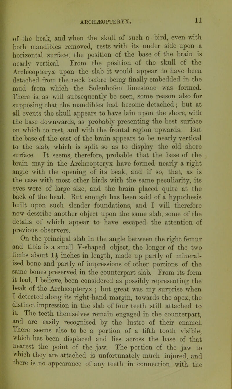 of the beak, and when the skull of such a bird, even with both mandibles removed, rests with its under side upon a horizontal surface, the position of the base of the brain is nearly vertical. From the position of the skull of the Archaeopteryx upon the slab it would appear to have been detached from the neck before being finally embedded in the mud from which the Solenhofen limestone was formed. There is, as will subsequently be seen, some reason also for supposing that the mandibles had become detached; but at all events the skull appears to have lain upon the shore, with the base downwards, as probably presenting the best surface on which to rest, and with the frontal region upwards. But the base of the cast of the brain ajipears to be nearly vertical to the slab, which is sjfiit so as to display the old shore surface. It seems, therefore, probable that the base of the brain may in the Arclueopteryx have formed nearly a right angle with the opening of its beak, and if so, that, as is the case with most other birds with the same peculiarity, its eyes were of large size, and the brain placed quite at the back of the head. But enough has been said of a hypothesis built upon such slender foundations, and I will therefore now describe another object upon the same slab, some of the details of which appear to have escaped the attention of previous observers. On the principal slab in the angle betAveen the right femur and tibia is a small Y-shaped object, the longer of the tAvo limbs about 1| inches in length, made up partly of mineral- ised bone and partly of impressions of other portions of the same bones preserved in the counterpart slab. From its form it had, I believe, been considered as possibly representing the beak of the Archaeopteryx ; but great Avas my surprise Avhen I detected along its right-hand margin, towards the apex, the distinct impression in the slab of four teeth still attached to it. The teeth themselves remain engaged in the counterpart, and are easily recognised by the lustre of their enamel. There seems also to be a portion of a fifth tooth visible, which has been displaced and lies across the base of that nearest the point of the jaAA’. The portion of the jaw to which they are attached is unfortunately much injured, and there is no appearance of any teeth in connection with the