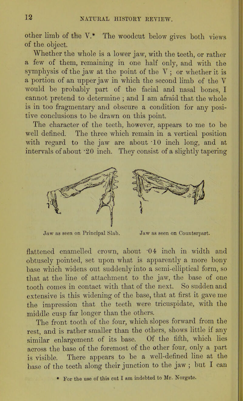 other limb of the V.* The woodcut below gives both views of the object. Whether the whole is a lower jaw, with the teeth, or rather a few of them, remaining in one half only, and with the symphysis of the jaw at the point of the V ; or whether it is a portion of an upper jaw in which the second limb of the V would be probably part of the facial and nasal bones, I cannot pretend to determine ; and I am afraid that the whole is in too fragmentary and obscure a condition for any posi- tive conclusions to be drawn on this point. The character of the teeth, however, appears to me to be well defined. The three which remain in a vertical position with regard to the jaw are about ‘10 inch long, and at intervals of about '20 inch. They consist of a slightly tapering Jaw as seen on Principal Slab. Jaw as seen on Counterpart. flattened enamelled crown, about -04 inch in width and obtusely pointed, set upon what is apparently a more bony base which widens out suddenly into a semi-elliptical form, so that at the line of attachment to the jaw, the base of one tooth comes in contact with that of the next. So sudden and extensive is this widening of the base, that at first it gave me the impression that the teeth were tricuspidate, with the middle cusp far longer than the others. The front tooth of the four, which slopes forward from the rest, and is rather smaller than the others, shows little if any similar enlargement of its base. Of the fifth, which lies across the base of the foremost of the other four, only a part is visible. There appears to be a well-defined line at the base of the teeth along their junction to the jaw ; but I can * For the use of this cut I am indebted to Mr. Norgate.