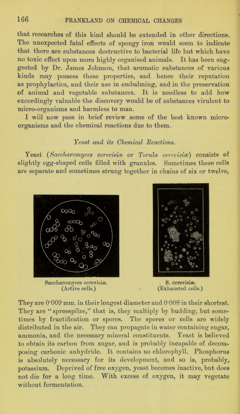 that researches of this kind should be extended in other directions. The unexpected fatal effects of spongy iron would seem to indicate that there are substances destructive to bacterial life but which have no toxic effect upon more highly organised animals. It has been sug- gested by Dr, James Johnson, that aromatic substances of various kinds may possess these properties, and hence their reputation as prophylactics, and their use in embalming, and in the preservation of animal and vegetable siibstauces. It is needless to add how exceedingly valuable the discovery would be of substances virulent to micro-organisms and harmless to man. I will now pass in brief review some of the best known micro- organisms and the chemical reactions due to them. Yeast and its Chemical Reactions. Yeast (Saccharomyces cerevisice or Torula cerevisice) consists of slightly egg-shaped cells filled with granules. Sometimes these cells are separate and sometimes strung together in chains of six or twelve, Saccharomyces cerevisise. (Active cells.) S. cerevisisB. (Exhausted cells.) They are 0’009 mm. in their longest diameter and O'OOS in their shortest. They are “ sprosspilze,” that is, they multiply by budding, but some- times by fructification or spores. The spores or cells are widely distributed in the air. They can propagate in water containing sugar, ammonia, and the necessary mineral constituents. Yeast is believed to obtain its carbon from sugar, and is probably incapable of decom- posing carbonic anhydride. It contains no chlorophyll. Phosphorus is absolutely necessary for its development, and so is, probably, potassium. Deprived of free oxygen, yeast becomes inactive, but does not die for a long time. With excess of oxygen, it may vegetate without fermentation.