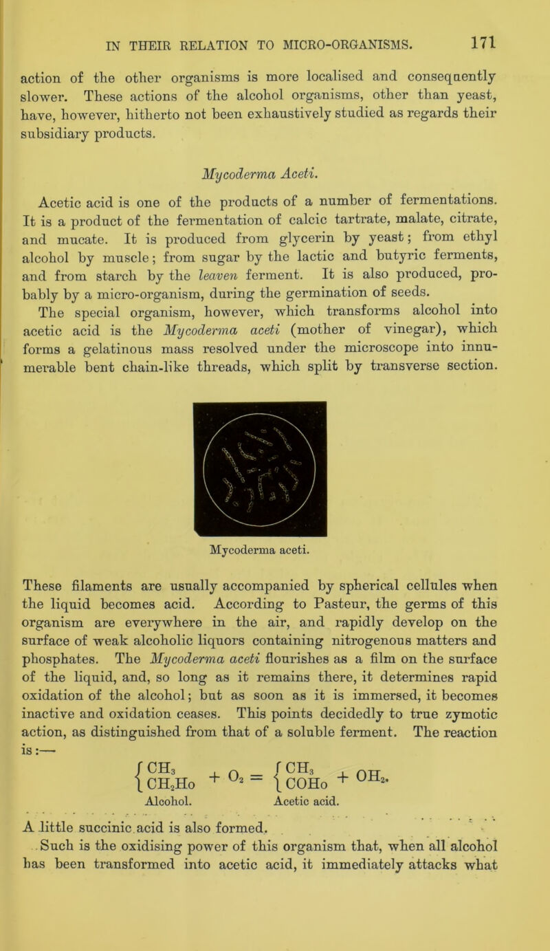 action of tte other organisms is more localised and conseqnently slower. These actions of the alcohol organisms, other than yeast, have, however, hitherto not been exhaustively studied as regards their subsidiary products. Mycoderma Aceti. Acetic acid is one of the products of a number of fermentations. It is a product of the fermentation of calcic tartrate, malate, citrate, and mucate. It is produced from glycerin by yeast; from ethyl alcohol by muscle; from sugar by the lactic and butyric ferments, and from starch by the leaven ferment. It is also produced, pro- bably by a micro-organism, during the germination of seeds. The special organism, however, which transforms alcohol into acetic acid is the Mycoderma aceti (mother of vinegar), which forms a gelatinous mass resolved under the microscope into innu- merable bent chain-like threads, which split by transverse section. Mycoderma aceti. These filaments are usually accompanied by spherical cellules when the liquid becomes acid. According to Pasteur, the germs of this organism are everywhere in the air, and rapidly develop on the surface of weak alcoholic liquors containing nitrogenous matters and phosphates. The Mycoderma aceti flourishes as a film on the surface of the liquid, and, so long as it remains there, it determines rapid oxidation of the alcohol; but as soon as it is immersed, it becomes inactive and oxidation ceases. This points decidedly to true zymotic action, as distinguished from that of a soluble ferment. The reaction is:— fCHs 1 CHjHo Alcohol. + 02 = /CH3 ICOHo Acetic acid + OH: 2* A little succinic acid is also formed. Such is the oxidising power of this organism that, when all alcohol has been transformed into acetic acid, it immediately attacks what