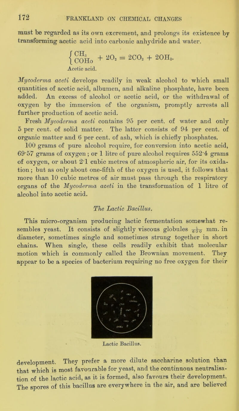 must be regarded as its own excrement, and prolongs its existence by transforming acetic acid into carbonic anhydride and water. { COHo + Acetic acid. Mycoderma aceti develops readily in weak alcohol to which small quantities of acetic acid, albumen, and alkaline phosphate, have been added. An excess of alcohol or acetic acid, or the withdrawal of oxygen by the immersion of the organism, promptly arrests all further production of acetic acid. Fresh Mycoderma aceti contains 95 per cent, of water and only 5 per cent, of solid matter. The latter consists of 94 per cent, of organic matter and 6 per cent, of ash, which is chiefly phosphates. 100 grams of pure alcohol require, for conversion into acetic acid, 69'57 grams of oxygen ; or 1 litre of pure alcohol requires 552'4 grams of oxygen, or about 2T cubic metres of atmospheric air, for its oxida- tion ; but as only about one-fifth of the oxygen is used, it follows that more than 10 cubic metres of air must pass through the respiratory organs of the Mycoderma aceti in the transformation of 1 litre of alcohol into acetic acid. The Lactic Bacillus. This micro-organism producing lactic fermentation somewhat re- sembles yeast. It consists of slightly viscous globules mm. in diameter, sometimes single and sometimes strung together in short chains. When single, these cells readily exhibit that molecular motion which is commonly called the Brownian movement. They appear to be a species of bacterium requiring no free oxygen for their • Lactic Bacillus. development. They prefer a more dilute saccharine solution than that which is most favourable for yeast, and the continuous neutralisa- tion of the lactic acid, as it is formed, also favours their development. The spores of this bacillus are everywhere in the air, and are believed