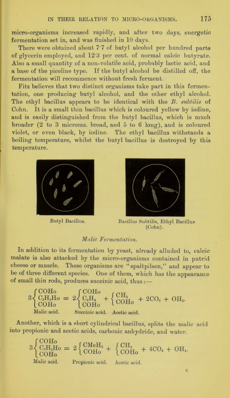 micro-organisms increased, rapidly, and after two days, energetic fermentation set in, and was finished in 10 days. There were obtained about 7'7 of butyl alcohol per hundred parts of glycerin employed, and 12'd per cent, of normal calcic butyrate. Also a small quantity of a non-volatile acid, probably lactic acid, and a base of the picoline type. If the butyl alcohol be distilled off, the fermentation will recommence without fresh ferment. Fitz believes that two distinct organisms take part in this fermen- tation, one producing butyl alcohol, and the other ethyl alcohol. The ethyl bacillus appears to be identical with the B. suhtilis of Cohn. It is a small thin bacillus which is coloured yellow by iodine, and is easily distinguished from the butyl bacdlus, which is much broader (2 to 3 microms. broad, and 5 to 6 long), and is coloured violet, or even black, by iodine. The ethyl bacillus withstands a boiling temperature, whilst the butyl bacillus is destroyed by this temperature. Butyl Bacillus. Bacillus Subtilis, Ethyl Bacillus (Cohn). Malic Fermentation. In addition to its fermentation by yeast, already alluded to, calcic malate is also attacked by the micro-organisms contained in putrid cheese or muscle. These organisms are “ spaltpilsen,” and appear to be of three different species. One of them, which has the appearance of small thin rods, produces succinic acid, thus:— fCOHo fCOHo 3<^ C2H3H0 = + I + 2CO, -b OH2. [COHo [cOHo Malic acid. Succinic acid. Acetic acid. Another, which is a short cylindrical bacillus, splits the malic acid into propionic and acetic acids, carbonic anhydride, and water. rcoHo 3< C2H3H0 [COHo Malic acid. r CMeHj ^ ICOHo + /CH3 ICOHo + 4CO2 -f OH,. Propionic acid. Acetic acid.