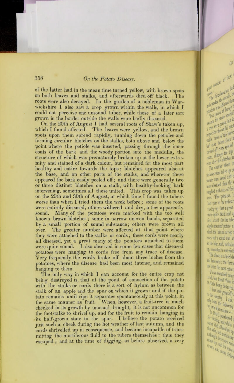 of the latter had in the mean time turned yellow, with brown spots on both leaves and stalks, and afterwards died off black. The roots were also decayed. In the garden of a nobleman in War- wickshire I also saw a crop grown within the walls, in which I could not perceive one unsound tuber, while those of a later sort grown in the border outside the walls were badly diseased. On the 20th of August I had several roots of Shaw’s taken up, which I found affected. The leaves were yellow, and the brown spots upon them spread rapidly, running down the petioles and forming circular blotches on the stalks, both above and below the point w here the petiole was inserted, passing through the inner coats of the bark and the woody portion into the medulla, the structure of which was prematurely broken up at the lower extre- mity and stained of a dark colour, but remained for the most part healthy and entire towards the tops ; blotches appeared also at the base, and on other parts of the stalks, and wherever these appeared the bark easily peeled off; and there were generally two or three distinct blotches on a stalk, with healthy-looking bark intervening, sometimes all these united. This crop was taken up on the 29th and 30th of August, at which time I found the tubers worse than when I tried them the week before; some of the roots were entirely diseased, others withered and dry, a few apparently sound. Many of the potatoes were marked with the too well known brown blotches; some in narrow uneven bands, separated by a small portion of sound substance; others were brown all over. The greater number were affected at that point where they were attached to the stalks or cords; these cords were nearly all diseased, yet a great many of the potatoes attached to them were quite sound. I also observed in some few cases that diseased potatoes were hanging to cords free from any trace of disease. Very frequently the cords broke off about three inches from the potatoes, where the disease had been most intense, and remained hanging to them. The only way in which I can account for the entire crop not being destroyed is, that at the point of connection of the potato with the stalks or cords there is a sort of hylum as betw'een the stalk of an apple and the spur on which it grows; and if the po- tato remains until ripe it separates spontaneously at this point, in the same manner as fruit. When, however, a fruit-tree is much checked in its growth by unusual drought, it is not uncommon for the footstalks to shrivel up, and for the fruit to remain hanging in -its half-grown state to the spur. I believe the potato received just such a check during the hot weather of last autumn, and the cords shrivelled up in consequence, and became incapable of trans- mitting the mortiferous fluid to the tubers themselves : thus they escaped ; and at the time of digging, as before observed, a very