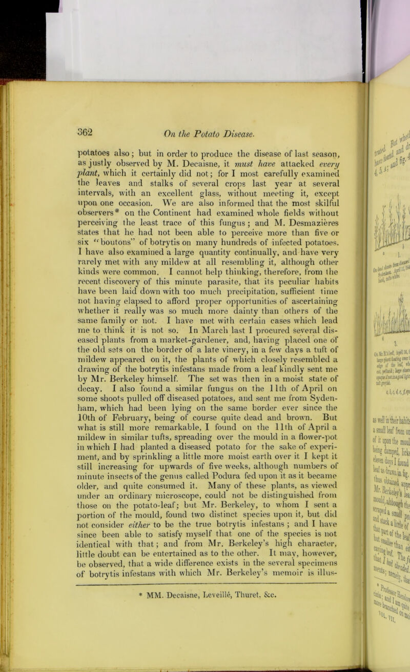 potatoes also; but in order to produce the disease of last season, as justly observed by M. Decaisne, it must have attacked every plant, which it certainly did not; fori most carefully examined the leaves and stalks of several crops last year at several intervals, with an excellent glass, without meeting it, except upon one occasion. We are also informed that the most skilful observers* on the Continent had examined whole fields without perceiving the least trace of this fungus ; and M. Desmazieres states that he had not been able to perceive more than five or six “ boutons” of botrytis on many hundreds of infected potatoes. I have also examined a large quantity continually, and have very rarely met with any mildew at all resembling it, although other kinds wrere common. I cannot help thinking, therefore, from ihe recent discovery of this minute parasite, that its peculiar habits have been laid down with too much precipitation, sufficient time not having elapsed to afford proper opportunities of ascertaining whether it really was so much more dainty than others of the same family or not. I have met with certain cases which lead me to think it is not so. In March last I procured several dis- eased plants from a market-gardener, and, having placed one of the old sets on the border of a late vinery, in a few days a tuft of mildew appeared on it, the plants of which closely resembled a drawing of the botrytis infestans made from a leaf kindly sent me by Mr. Berkeley himself. The set was then in a moist state of decay. I also found a similar fungus on the 11th of April on some shoots pulled off diseased potatoes, and sent me from Syden- ham, which had been lying on the same border ever since the 10th of February, being of course quite dead and brown. But what is still more remarkable, I found on the 11th of April a mildew in similar tufts, spreading over the mould in a flower-pot. in which I had planted a diseased potato for the sake of experi- ment, and by sprinkling a little more moist earth over it I kept it still increasing for upwards of five weeks, although numbers of minute insects of the genus called Podura fed upon it. as it became older, and quite consumed it. Many of these plants, as viewed under an ordinary microscope, could not be distinguished from those on the potato-leaf; but Mr. Berkeley, to whom I sent a portion of the mould, found two distinct species upon it, but did not consider either to be the true botrytis infestans ; and I have since been able to satisfy myself that one of the species is not identical with that; and from Mr. Berkeley’s high character, little doubt can be entertained as to the other. It may, however, be observed, that a wide difference exists in the sevei’al specimens of botrytis infestans with which Mr. Berkeley’s memoir is illus- * MM. Decaisne, Leveille, Thuret. &c.
