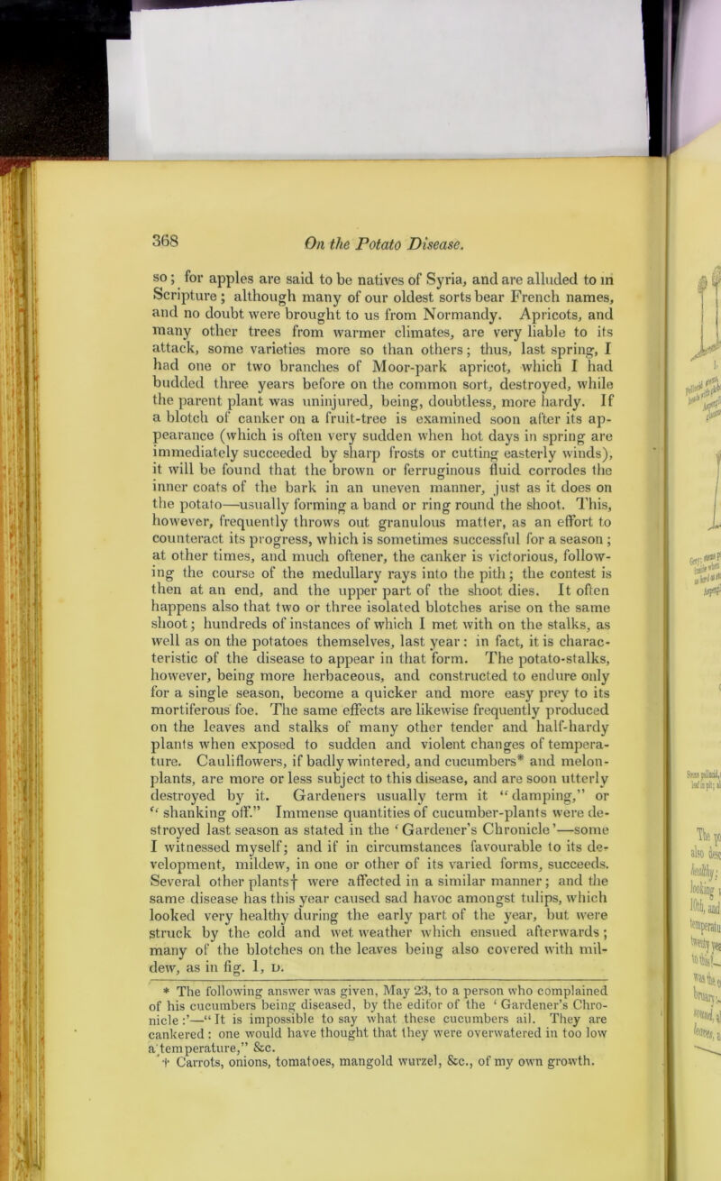 so; for apples are said to be natives of Syria, and are alluded to in Scripture; although many of our oldest sorts bear French names, and no doubt were brought to us from Normandy. Apricots, and many other trees from warmer climates, are very liable to its attack, some varieties more so than others; thus, last spring, I had one or two branches of Moor-park apricot, which I had budded three years before on the common sort, destroyed, while the parent plant was uninjured, being, doubtless, more hardy. If a blotch of canker on a fruit-tree is examined soon after its ap- pearance (which is often very sudden when hot days in spring are immediately succeeded by sharp frosts or cutting easterly winds), it will be found that the brown or ferruginous fluid corrodes the inner coats of the bark in an uneven manner, just as it does on the potato—usually forming a band or ring round the shoot. This, however, frequently throws out granulous matter, as an effort to counteract its progress, which is sometimes successful for a season ; at other times, and much oftener, the canker is victorious, follow- ing the course of the medullary rays into the pith; the contest is then at an end, and the upper part of the shoot dies. It often happens also that two or three isolated blotches arise on the same shoot; hundreds of instances of which I met with on the stalks, as well as on the potatoes themselves, last year: in fact, it is charac- teristic of the disease to appear in that form. The potato-stalks, however, being more herbaceous, and constructed to endure only for a single season, become a quicker and more easy prey to its mortiferous foe. The same effects are likewise frequently produced on the leaves and stalks of many other tender and half-hardy plants when exposed to sudden and violent changes of tempera- ture. Cauliflowers, if badly wintered, and cucumbers* and melon- plants, are more or less subject to this disease, and are soon utterly destroyed by it. Gardeners usually term it “ damping,” or <e shanking off.” Immense quantities of cucumber-plants were de- stroyed last season as stated in the ‘Gardener’s Chronicle’—some I witnessed myself; and if in circumstances favourable to its de- velopment, mildew, in one or other of its varied forms, succeeds. Several other plantsf were affected in a similar manner; and the same disease has this year caused sad havoc amongst tulips, which looked very healthy during the early part of the year, but were struck by the cold and wet weather which ensued afterwards ; many of the blotches on the leaves being also covered with mil- dew, as in fig. 1, d. * The following answer was given, May 23, to a person who complained of his cucumbers being diseased, by the editor of the ‘ Gardener’s Chro- nicle —“It is impossible to say what these cucumbers ail. They are cankered : one would have thought that they were overwatered in too low a’temperature,” &c. t Carrots, onions, tomatoes, mangold wurzel, &c., of my own growth.