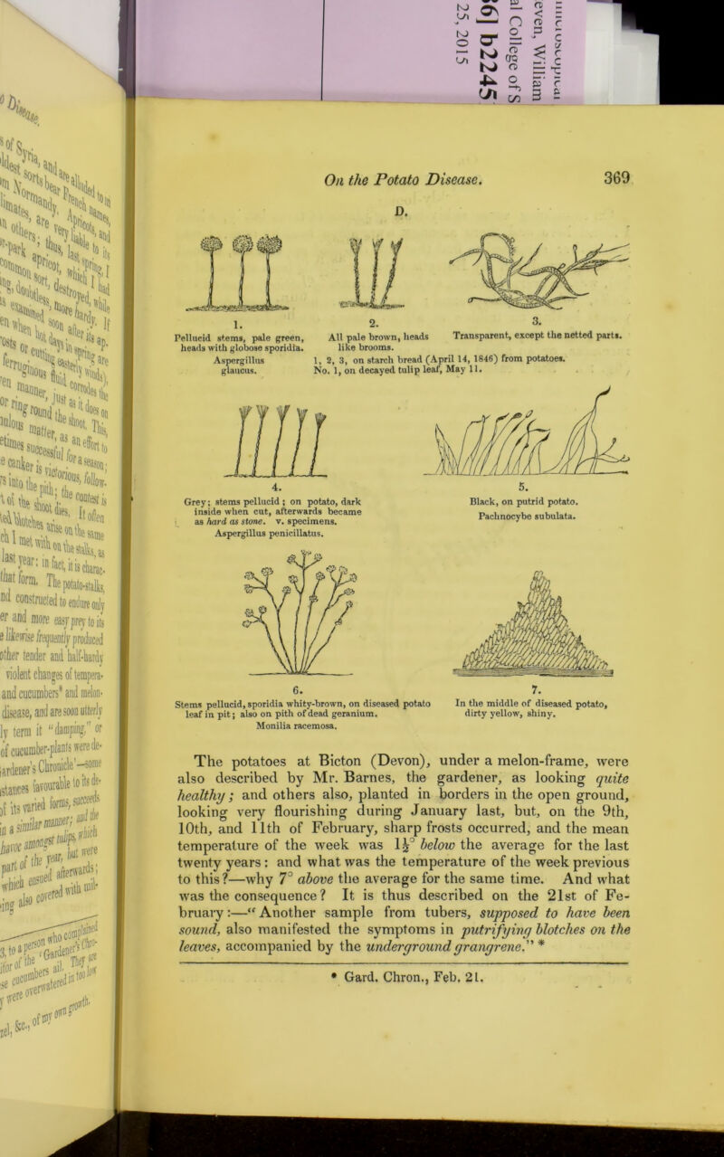 D. 1. 2. 3. Pellucid stems, pale green, All pale brown, heads Transparent, except the netted parts. The potatoes at Bicton (Devon), under a melon-frame, were also described by Mr. Barnes, the gardener, as looking quite healthy; and others also, planted in borders in the open ground, looking very flourishing during January last, but, on the 9th, 10th, and 11th of February, sharp frosts occurred, and the mean temperature of the week was 1^° below the average for the last twenty years: and what was the temperature of the week previous to this?—why 7° above the average for the same time. And what was the consequence ? It is thus described on the 21st of Fe- bruary :— Another sample from tubers, supposed to have been sound, also manifested the symptoms in putrifying blotches on the leaves, accompanied by the undergroundgrangrene. * heads with globose sporidia. like brooms. Aspergillus 1, 2, 3, on starch bread (April 14, 1846) from potatoes, glaucus. No. 1, on decayed tulip leaf, May 11. 4. 5. Grey; stems pellucid ; on potato, dark inside when cut, afterwards became as hard as stone, v. specimens. Black, on putrid potato. Pachnocybe subulata. Aspergillus penicillatus. Stems pellucid, sporidia whity-brown, on diseased potato leaf in pit; also on pith of dead geranium. Monilia racemosa. 6. 7. In the middle of diseased potato, dirty yellow, shiny. * Gard. Chron., Feb. 21.