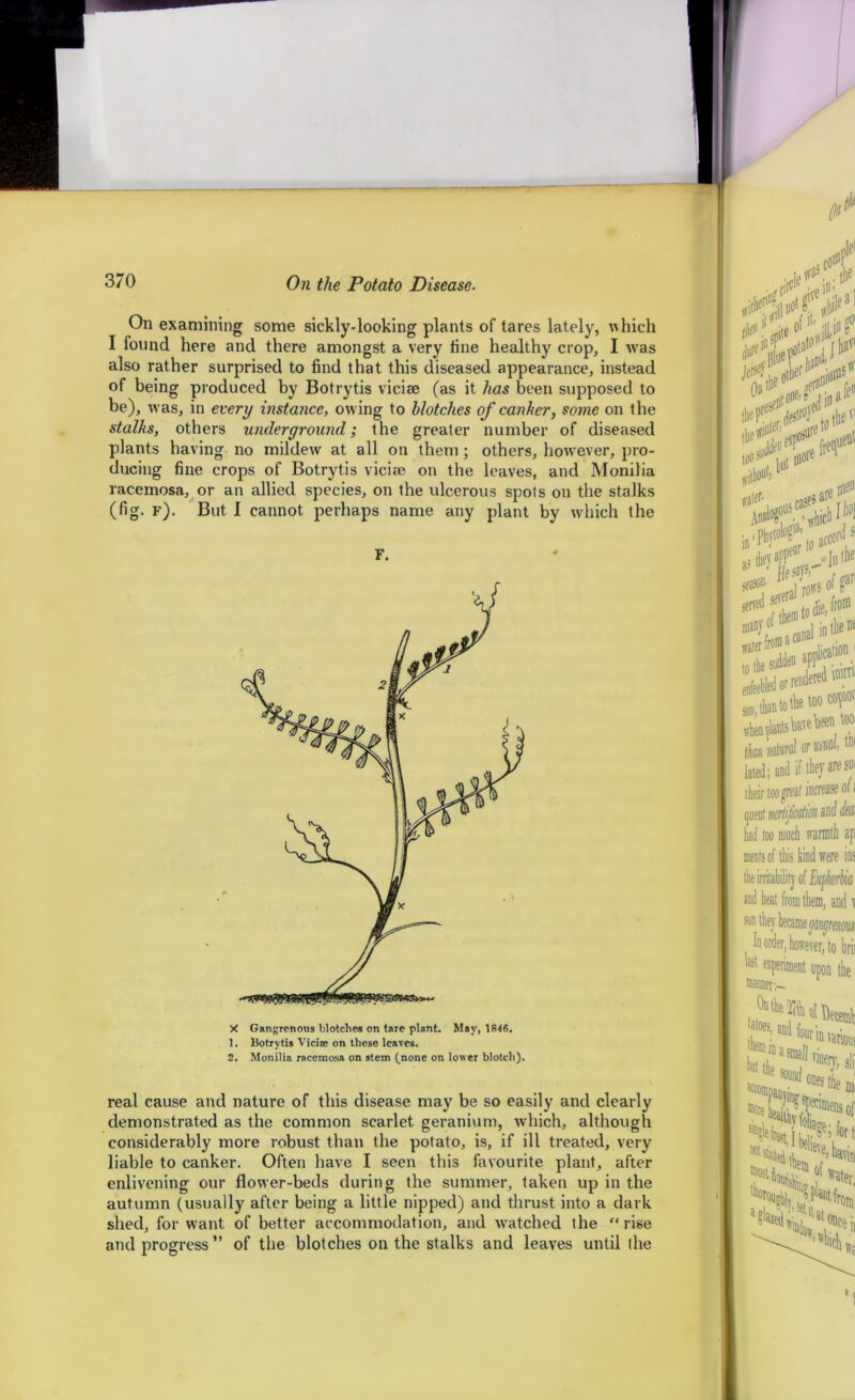 On examining some sickly-looking plants of tares lately, which I found here and there amongst a very tine healthy crop, I was also rather surprised to find that this diseased appearance, instead of being produced by Botrytis vicise (as it has been supposed to be), was, in every instance, ow ing to Notches of canker, some on the stalks, others underground; the greater number of diseased plants having no mildewr at all on them ; others, however, pro- ducing fine crops of Botrytis viciae on the leaves, and Monilia racemosa, or an allied species, on the ulcerous spots on the stalks (fig. f). But I cannot perhaps name any plant by which the F. X Gangrenous blotches on tare plant. May, 1846. 1. Botrytis Viciae on these leaves. 2. Monilia racemosa on stem (^none on lower blotch). real cause and nature of this disease may be so easily and clearly demonstrated as the common scarlet geranium, which, although considerably more robust than the potato, is, if ill treated, very liable to canker. Often have I seen this favourite plant, after enlivening our flower-beds during the summer, taken up in the autumn (usually after being a little nipped) and thrust into a dark shed, for want of better accommodation, and watched the “ rise and progress” of the blotches on the stalks and leaves until the