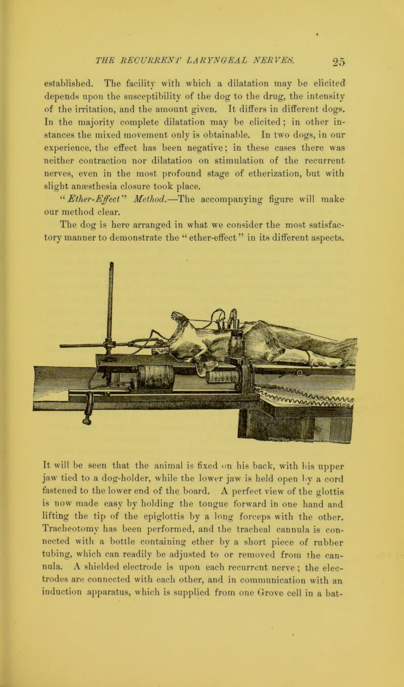 established. The facility with which a dilatation may be elicited depends upon the susceptibility of the dog to the drug, the intensity of the irritation, and the amount given. It differs in different dogs. In the majority complete dilatation may be elicited; in other in- stances the mixed movement only is obtainable. In two dogs, in our experience, the effect has been negative; in these cases there was neither contraction nor dilatation on stimulation of the recurrent nerves, even in the most profound stage of etherization, but with slight anaesthesia closure took place. “Ether-Effect” Method.—The accompanying figure will make our method clear. The dog is here arranged in what we consider the most satisfac- tory manner to demonstrate the “ ether-effect ” in its different aspects. It will be seen that the animal is fixed on his back, with bis upper jaw tied to a dog-holder, while the lower jaw is held open by a cord fastened to the lower end of the board. A perfect view of the glottis is now made easy by holding the tongue forward in one hand and lifting the tip of the epiglottis by a long forceps with the other. Tracheotomy has been performed, and the tracheal cannula is con- nected with a bottle containing ether by a short piece of rubber tubing, which can readily be adjusted to or removed from the can- nula. A shielded electrode is upon each recurrent nerve ; the elec- trodes are connected with each other, and in communication with an induction apparatus, which is supplied from one Grove cell in a bat-