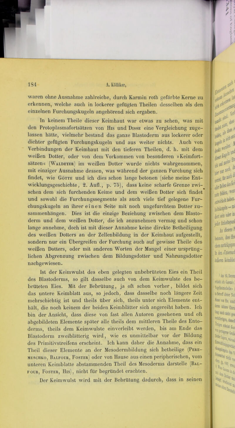 waren ohne Ausnahme zahlreiche, durch Karmin roth gefärbte Kerne zu erkennen, welche auch in lockerer gefügten Theilen desselben als den einzelnen Furchungskugeln angehörend sich ergaben. In keinem Theile dieser Keimhaut war etwas zu sehen, was mit den Protoplasmafortsätzen von His und Disse eine Vergleichung zuge- lassen hätte, vielmehr bestand das ganze Blastoderm aus lockerer oder dichter gefügten Furchungskugeln und aus weiter nichts. Auch von Verbindungen der Keimhaut mit den tieferen Theilen, d. h. mit dem weißen Dotter, oder von dem Vorkommen von besonderen »Keimfort- sätzen« (Waldeyer) im weißen Dotter wurde nichts wahrgenommen, mit einziger Ausnahme dessen, was während der ganzen Furchung sich findet, wie Götte und ich dies schon lange betonen (siehe meine Ent- wicklungsgeschichte , 2. Aufl., p. 75), dass keine scharfe Grenze zwi- schen dem sich furchenden Keime und dem weißen Dotter sich findet und sowohl die Furchungssegmente als auch viele tief gelegene Fur- chungskugeln an ihrer einen Seite mit noch ungefurchtem Dotter Zu- sammenhängen. Dies ist die einzige Beziehung zwischen dem Blasto- derm und dem weißen Dotter, die ich anzunehmen vermag und schon lange annehme, doch ist mit dieser Annahme keine direkte Betheiligung des weißen Dotters an der Zellenbildung in der Keimhaut aufgestellt, sondern nur ein Übergreifen der Furchung auch auf gewisse Theile des weißen Dotters, oder mit anderen Worten der Mangel einer ursprüng- lichen Abgrenzung zwischen dem Bildungsdotter und Nahrungsdotter nachgewiesen. Ist der Keimwulst des eben gelegten unbebrüteten Eies ein Theil des Blastoderms, so gilt dasselbe auch von dem Keimwulste des be- brüteten Eies. Mit der Bebrütung, ja oft schon vorher, bildet sich das untere Keimblatt aus, so jedoch, dass dasselbe noch längere Zeit mehrschichtig ist und theils über sich, theils unter sich Elemente ent- hält, die noch keinem der beiden Keimblätter sich angereiht haben. Ich bin der Ansicht, dass diese von fast allen Autoren gesehenen und oft abgebildeten Elemente später alle theils dem mittleren Theile des Ento- derms, theils dem Keimwulste einverleibt werden, bis am Ende das Blastoderm zweiblätterig wird, wie es unmittelbar vor der Bildung des Primitivstreifens erscheint. Ich kann daher die Annahme, dass ein Theil dieser Elemente an der Mesodermbildung sich betheilige (Pere- meschko, Balfour, Foster) oder von Hause aus einen peripherischen, vom unteren Keimblatle abstammenden Theil des Mesoderms darstelle (Bal- four, Foster, His), nicht für begründet erachten. Der Keimwulst wird mit der Bebrütung dadurch, dass in seinen betooeD, dass His In (bTDtersucl äußeren Keimblatl 1 Im 23, Deceoi erhielt ich Gassees ] Aogelkeimscheibei i I »Betreff dieser Not Si® von His. sond, dereD *re Cham nicht ges< 'ecttfe%Massell '•bnsM scheint Gas* '0”'eri»?ererGrößf %ol Eiltet i das \ oben Hoi mit ilSß,. a**