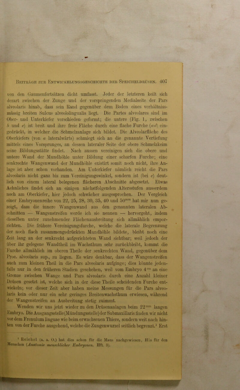 von den Gaumenfortsätzen dicht umfasst. Jeder der letzteren keilt sich derart zwischen der Zunge und der vorspringenden Medialseite der Pars alveolaris hinab, dass sein Band gegenüber dem Boden eines verhältniss- mässig breiten Sulcus alveololingualis liegt. Die Partes alveolares sind im Ober- und Unterkiefer verschieden geformt; die untere (Fig. 1, zwischen /) und c) ist breit und ihre freie Fläche durch eine flache Furche (ad) ein- gedrückt, in welcher die Schmelzanlage sich bildet. Die Alveolarfläche des Oberkiefers (von a lateralwärts) schmiegt sich an die genannte Vertiefung mittels eines Vorsprunges, an dessen lateraler Seite der obere Schmelzkeim seine Bildungsstätte findet. Nach aussen vereinigen sich die obere und untere Wand der Mundhöhle unter Bildung einer scharfen Furche; eine senkrechte Wangenwand der Mundhöhle existirt somit noch nicht, ihre An- lage ist aber schon vorhanden. Am Unterkiefer nämlich reicht die Pars alveolaris nicht ganz bis zum Vereinigungswinkel, sondern ist (bei c) deut- lich von einem lateral belegenen flächeren Abschnitte abgesetzt. Etwas Aehnliches findet sich an einigen nächstfolgenden Altersstufen ausserdem noch am Oberkiefer, hier jedoch schwächer ausgesprochen. Der Vergleich einer Embryonenreihe von 22, 25, 28, 30, 35, 40 und 50mm hat mir nun ge- zeigt, dass die innere Wangenwand aus den genannten lateralen Ab- schnitten — Wangenstreifen werde ich sie nennen — hervorgeht, indem dieselben unter zunehmender Flächenausbreitung sich allmählich empor- richten. Die frühere Vereinigungsfurche, welche die laterale Begrenzung der noch flach zusammengedrückten Mundhöhle bildete, bleibt noch eine Zeit lang an der senkrecht aufgerichteten Wand sichtbar; weil jedoch der über ihr gelegene Wandtheil im Wachsthum sehr zurückbleibt, kommt die Furche allmählich im oberen Theile der senkrechten Wand, gegenüber dem Proc. alveolaris sup., zu liegen. Es wäre denkbar, dass der Wangen streifen auch zum kleinen Theil in die Pars alveolaris aufginge; dies könnte jeden- falls nur in den früheren Stadien geschehen, weil vom Embryo 4cm an eine Grenze zwischen Wange und Pars alveolaris durch eine Anzahl kleiner Drüsen gesetzt ist, welche sich in der diese Theile scheidenden Furche ent- wickeln; vor dieser Zeit aber haben meine Messungen für die Pars alveo- laris kein oder nur ein sehr geringes Breitenwachsthum erwiesen, während der Wangenstreifen an Ausbreitung stetig zuimmt. Wenden wir uns jetzt wieder zu den Drüsenanlagen beim 22mm langen Embryo. Die Ausgangsstelle (Mündungsstelle) der Submaxillaris finden wir nicht vor dem Frenulum linguae wie beim erwachsenen Tliiere, sondern weit nach hin- ten von der Furche ausgehend, welche die Zungenwurzel seitlich begrenzt.1 Erst 1 Reichel (a. a. O.) hat dies schon für die Maus naehgewiesen, His für den Menschen (Anatomie menschlicher Embryonen. Hft. 3).