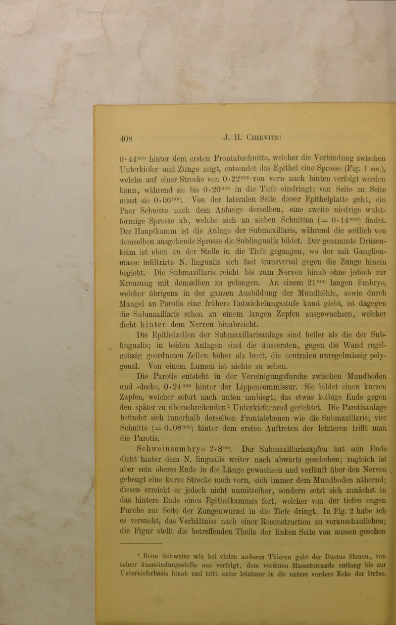 0.44mm hinter dem ersten Frontabschnitte, welcher die Verbindung zwischen Unterkiefer und Zunge zeigt, entsendet das Epithel eine Sprosse (Fig. 1 am.), welche auf einer Strecke von 0-22mm von vorn nach hinten verfolgt werden kann, während sie bis 0*20mm in die Tiefe eindringt; von Seite zu Seite misst sie 0-06mm. Von der lateralen Seite dieser Epithelplatte geht, ein Paar Schnitte nach dem Anfänge derselben, eine zweite niedrige wulst- förmige Sprosse ab, welche sich an sieben Schnitten (= 0- 14nim) lindet. Der Hauptkamm ist die Anlage der Submaxillaris, während die seitlich von demselben ausgehende Sprosse die Sublingualis bildet. Der gesammte Drüsen- keim ist eben an der Stelle in die Tiefe gegangen, wo der mit Ganglien- masse infiltrirte N. lingualis sich fast transversal gegen die Zimge hinein begiebt. Die Submaxillaris reicht bis zum Nerven hinab ohne jedoch zur Kreuzung mit demselben zu gelangen. An einem 21mm langen Embryo, welcher übrigens in der ganzen Ausbildung der Mundhöhle, sowie durch Mangel an Parotis eine frühere Entwickelungsstufe kund giebt, ist dagegen die Submaxillaris schon zu einem langen Zapfen ausgewachsen, welcher dicht hinter dem Nerven hinabreicht. Die Epithelzellen der Submaxillarisanlage sind heller als die der Sub- lingualis; in beiden Anlagen sind die äussersten, gegen die Wand regel- mässig geordneten Zellen höher als breit, die centralen unregelmässig poly- gonal. Von einem Lumen ist nichts zu sehen. Die Parotis entsteht in der Vereinigungsfurche zwischen Mundhoden und -decke, 0-24ram hinter der Lippencommissur. Sie bildet einen kurzen Zapfen, welcher sofort nach unten umbiegt, das etwas kolbige Ende gegen den später zu überschreitenden1 Unterkieferrand gerichtet. Die Parotisanlage befindet sich innerhalb derselben Frontalebenen wie die Submaxillaris; vier Schnitte (— 0.08mm) hinter dem ersten Auftreten der letzteren trifft man die Parotis. Schweinsembryo 2-8cm. Der Submaxillariszapfen hat sein Ende dicht hinter dem N. lingualis weiter nach abwärts geschoben; zugleich ist aber sein oberes Ende in die Länge gewachsen und verläuft über den Nerven . gebeugt eine kurze Strecke nach vorn, sich immer dem Mundboden nähernd; diesen erreicht er jedoch nicht unmittelbar, sondern setzt sich zunächst in das hintere Ende eines Epithelkammes fort, welcher von der tiefen engen Furche zur Seite der Zungenwurzel in die Tiefe dringt. In Fig. 2 habe ich es versucht, das Verhältniss nach einer Reconstruction zu veranschaulichen; die Figur stellt die betreffenden Theile der finken Seite von aussen gesehen 1 Beim Schweine wie bei vielen anderen Thieren geht der Ductus Stcnon., von seiner Ausmündungsstelle aus verfolgt, dem vorderen Masseterrande entlang bis zur Unterkieferbasis hinab und tritt unter letzterer in die untere vordere Ecke der Drüse.
