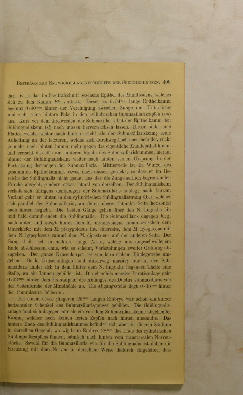 dar. E ist das im Sagittalschnitt gesehene Epithel des Mundbodens, welches sich zu dem Kamm Ek verdickt. Dieser ca. 0.34mm lange Epithelkamm beginnt 0-401,1,11 hinter der Vereinigung zwischen Zunge und Unterkiefer und zieht seine hintere Ecke in den cylindrischen Submaxillariszapfen (sm) aus. Kurz vor dem Freiwerden der Submaxillaris hat der Epithelkamm den Subhngualiskeim (sZ) nach aussen hervorwachsen lassen. Dieser bildet eine Platte, welche weiter nach hinten reicht als der Submaxillariskeim; seine Anheftung an der letzteren, welche sich durchweg hoch oben befindet, rückt je mehr nach hinten immer mehr gegen das eigentliche Mundepithel hinauf und erreicht dasselbe am hinteren Bande des Submaxillariskammes; hierauf nimmt der Sublingualiskeim weiter nach hinten seinen Ursprung in der Fortsetzung desjenigen der Submaxillaris. Mittlerweile ist die Wurzel des gesummten Epithelkammes etwas nach aussen gerückt, so dass er im Be- reiche der Sublingualis nicht genau aus der die Zunge seitlich begrenzenden Furche ausgeht, sondern etwas lateral von derselben. Der Sublingualiskeim verhält sich übrigens demjenigen der Submaxillaris analog; nach kurzem Verlauf geht er hinten in den cylindrischen Sublingualisstrang über, welcher sich parallel der Submaxillaris, an deren oberer lateraler Seite horizontal nach hinten begiebt. Die beiden Gänge gehen über den N. lingualis hin und bald darauf endet die Sublingualis. Die Submaxillaris dagegen biegt nach unten und steigt hinter dem M. mylohyoideus hinab zwischen dem Unterkiefer mit dem M. pterygoideus int. einerseits, dem M. hyoglossus mit dem N. hypoglossus sammt dem M. digastricus auf der anderen Seite. Der Gang theilt sich in mehrere lange Aeste, welche mit angeschwollenem Ende abschliessen, ohne, wie es scheint, Verästelungen zweiter Ordnung ab- zugeben. Der ganze Drüsenkörper ist von kernreichem Bindegewebe um- geben. Beide Drüsenanlagen sind durchweg massiv; nur in der Sub- maxillaris findet sich in dem hinter dem N. lingualis liegenden Theile eine Stelle, wo ein Lumen gebildet ist. Die ebenfalls massive Parotisanlage geht 0 • 02111,11 hinter dem Frontalplan des Anfanges des Ductus submaxillaris von der Seitenfurche der Mundhöhle ab. Die Abgangsstelle liegt 0-381,1111 hinter der Commissura labiorum. Bei einem etwas jüngeren, 25mm langen Embryo war schon ein kurzer horizontaler Schenkel des Submaxillarisganges gebildet. Die Sublingualis- anlage fand sich dagegen nur als ein von dem Submaxillariskeime abgehender Kamm, welcher noch keinen freien Zapfen nach hinten aussandte. Das hintere Ende des Sublingualiskammes befindet sich aber in diesem Stadium in derselben Gegend, wo wir beim Embryo 28mm das Ende des cylindrischen Sublingualiszapfens fänden, nämlich nach hinten vom transversalen Nerven- stücke. Sowohl für die Submaxillaris wie für die Sublingualis ist daher die Kreuzung mit dem Nerven in derselben Weise dadurch eingeleitet, dass