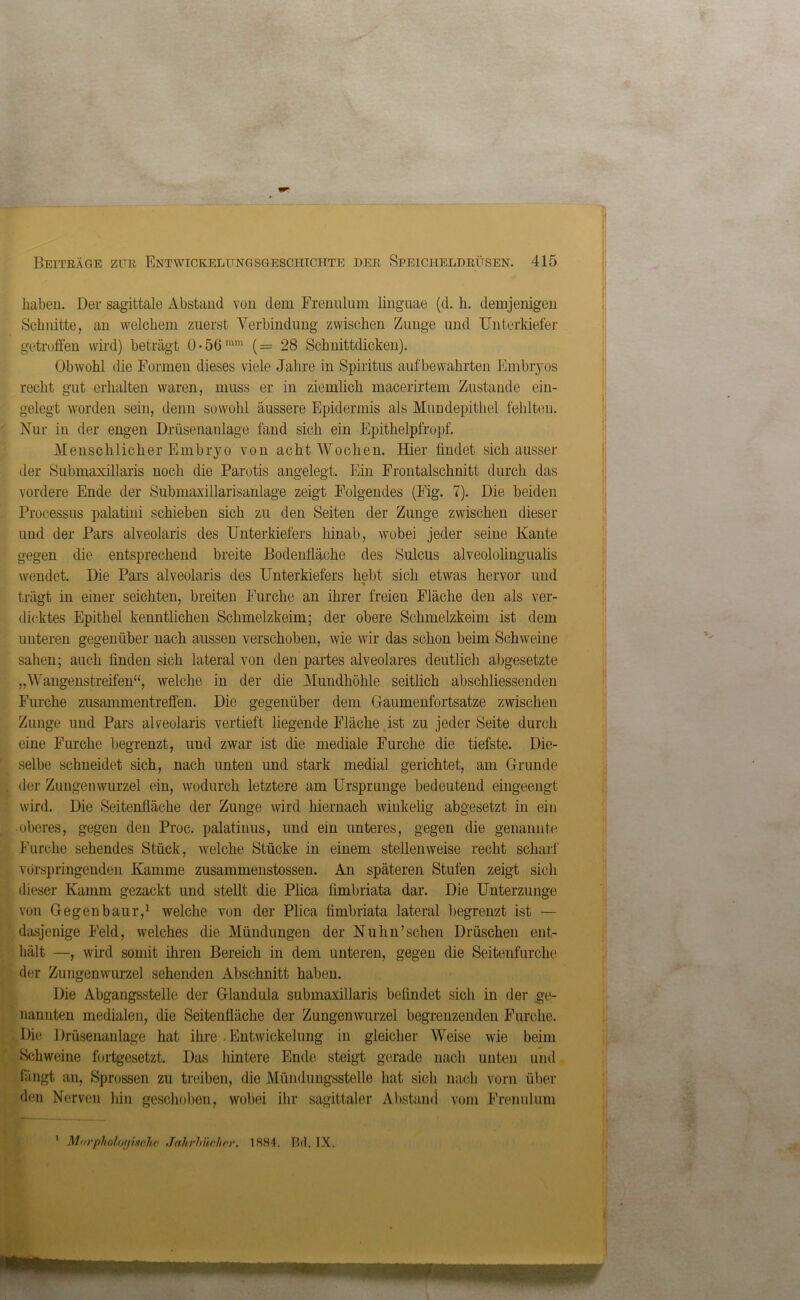 haben. Der sagittale Abstand von dem Frenulum linguae (d. h. demjenigen Schnitte, an welchem zuerst Verbindung zwischen Zunge und Unterkiefer getroffen wird) beträgt 0 • 56 mm (= 28 Scbnittdicken). Obwohl die Formen dieses viele Jahre in Spiritus aufbewahrten Embryos recht gut erhalten waren, muss er in ziemlich macerirtem Zustande ein- gelegt worden sein, denn sowohl äussere Epidermis als Mundepithel fehlten. Nur in der engen Drüsenanlage fand sich ein Epithelpfropf. Menschlicher Embryo von acht Wochen. Hier findet sich ausser der Submaxillaris noch die Parotis angelegt. Ein Frontalschnitt durch das vordere Ende der Submaxillarisanlage zeigt Folgendes (Fig. 7). Die beiden Processus palatini schieben sich zu den Seiten der Zunge zwischen dieser und der Pars alveolaris des Unterkiefers hinab, wobei jeder seine Kante gegen die entsprechend breite Bodenfläche des Sulcus alveololingualis wendet. Die Pars alveolaris des Unterkiefers hebt sich etwas hervor und % trägt in einer seichten, breiten Furche an ihrer freien Fläche den als ver- dicktes Epithel kenntlichen Schmelzkeim; der obere Schmelzkeim ist dem unteren gegenüber nach aussen verschoben, wie wir das schon beim Schweine sahen; auch finden sich lateral von den partes alveolares deutlich abgesetzte „Wangenstreifen“, welche in der die Mundhöhle seitlich abschliessenden Furche Zusammentreffen. Die gegenüber dem Gaumenfortsatze zwischen Zunge und Pars alveolaris vertieft liegende Fläche ist zu jeder Seite durch eine Furche begrenzt, und zwar ist die mediale Furche die tiefste. Die- selbe schneidet sich, nach unten und stark medial gerichtet, am Grunde der Zungenwurzel ein, wodurch letztere am Ursprünge bedeutend eingeengt wird. Die Seitenfläche der Zunge wird hiernach winkelig abgesetzt in ein •oberes, gegen den Proc. palatinus, und ein unteres, gegen die genannte Furche sehendes Stück, welche Stücke in einem stellenweise recht scharf vorspringenden Kamme zusammenstossen. An späteren Stufen zeigt sich dieser Kamm gezackt und stellt die Plica fimbriata dar. Die Unterzunge von Gegenbaur,1 welche von der Plica fimbriata lateral begrenzt ist — dasjenige Feld, welches die Mündungen der Nulm’sehen Drüschen ent- hält —, wird somit ihren Bereich in dem unteren, gegen die Seitenfurche der Zungenwurzel sehenden Abschnitt haben. Die Abgangsstelle der Glandula submaxillaris befindet sich in der ge- nannten medialen, die Seitenfläche der Zungenwurzel begrenzenden Furche. Die Drüsenanlage hat ihre . Entwickelung in gleicher Weise wie beim Schweine fortgesetzt. Das hintere Ende steigt gerade nach unten und langt an, Sprossen zu treiben, die Mündungsstelle hat sich nach vorn über den Nerven hin geschoben, wobei ihr sagittaler Abstand vom Frenulum Morphologische Jahrbücher. 1884. ßd. IX. 1