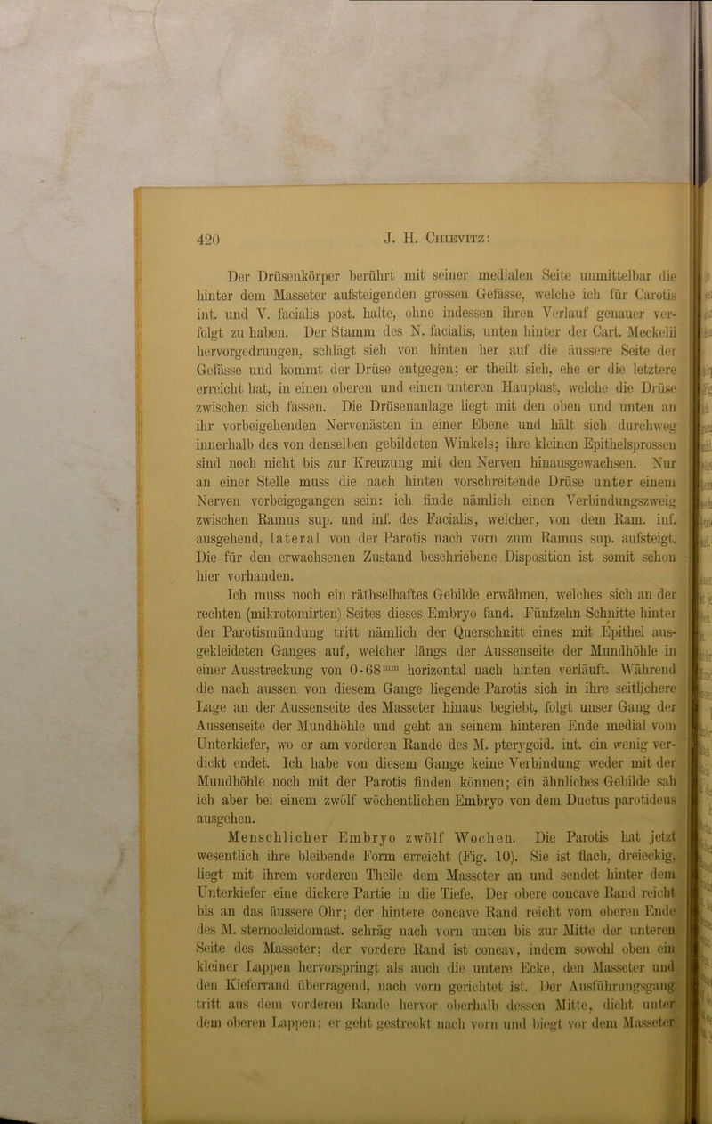 Der Drüsenkörper berührt mit seiner medialen Seite unmittelbar die hinter dem Masseter aufsteigenden grossen Gefässe, welche ich für Carotis int. und V. facialis post, halte, ohne indessen ihren Verlauf genauer ver- folgt zu haben. Der Stamm des N. facialis, unten hinter der Gart. Meckelii hervorgedrungen, schlägt sich von hinten her auf die äussere Seite der Gelasse und kommt der Drüse entgegen; er theilt sich, ehe er die letztere erreicht hat, in einen oberen und einen unteren Hauptast, welche die Drüse zwischen sich fassen. Die Drüsenanlage liegt mit den oben und unten an ihr vorbeigehenden Nervenästen in einer Ebene und hält sich durchweg innerhalb des von denselben gebildeten Winkels; ihre kleinen Epithelsprossen sind noch nicht bis zur Kreuzung mit den Nerven hinausgewachsen. Nur an einer Stelle muss die nach hinten vorschreitende Drüse unter einem Nerven vorbeigegangen sein: ich finde nämlich einen Verbindungszweig zwischen Ramus sup. und inf. des Facialis, welcher, von dem Ram. inf. ausgehend, lateral von der Parotis nach vorn zum Ramus sup. aufsteigt. Die für den erwachsenen Zustand beschriebene Disposition ist somit schon hier vorhanden. Ich muss noch ein räthselhaftes Gebilde erwähnen, welches sich an der rechten (mikrotomirten) Seites dieses Embryo fand. Fünfzehn Schnitte hinter der Parotismündung tritt nämlich der Querschnitt eines mit Epithel aus- gekleideten Ganges auf, welcher längs der Aussenseite der Mundhöhle in einer Ausstreckung von 0-68mm horizontal nach hinten verläuft. Während die nach aussen von diesem Gange liegende Parotis sich in ihre seitlichere Lage an der Aussenseite des Masseter hinaus begiebt, folgt unser Gang der Aussenseite der Mundhöhle und geht an seinem hinteren Ende medial vom Unterkiefer, wo er am vorderen Rande des M. pterygoid. int. ein wenig ver- dickt endet. Ich habe von diesem Gange keine Verbindung weder mit der Mundhöhle noch mit der Parotis finden können; ein ähnliches Gebilde sah ich aber bei einem zwölf wöchentlichen Embryo von dem Ductus parotideus ausgehen. Menschlicher Embryo zwölf Wochen. Die Parotis hat jetzt wesentlich ihre bleibende Form erreicht (Fig. 10). Sie ist flach, dreieckig, liegt mit ihrem vorderen Theile dem Masseter an und sendet hinter dem Unterkiefer eine dickere Partie in die Tiefe. Der obere concave Rand reicht bis an das äussere Ohr; der hintere concave Rand reicht vom oberen Ende des M. sternoeleidomast. schräg nach vorn unten bis zur Mitte der unteren Seite des Masseter; der vordere Rand ist concav, indem sowohl oben ein kleiner Lappen hervorspringt als auch die untere Ecke, den Masseter und den Kieferrand überragend, nach vorn gerichtet ist. Der Ausführungsgang tritt aus dem vorderen Rande hervor oberhalb dessen Mitte, dicht unter dem oberen Lappen; er geht gestreckt nach vorn und biegt vor dem Masseter