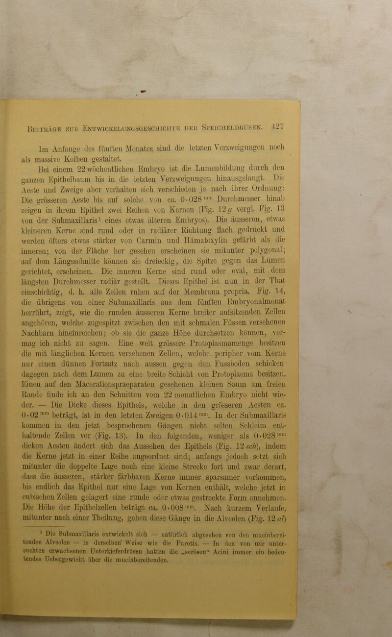 Im Anfänge des fünften Monates sind die letzten Verzweigungen noch als massive Kolben gestaltet. Bei einem 22 wöchentlichen Embryo ist die Lumenbildung durch den ganzen Epithelbaum bis in die letzten Verzweigungen hinausgelangt. Die Aeste und Zweige aber verhalten sich verschieden je nach ihrer Ordnung: Die grösseren Aeste bis auf solche von ca. 0-028mm Durchmesser hinab zeigen in ihrem Epithel zwei Reihen von Kernen (Fig. 12 g vergl. Fig. 13 von der Submaxillaris1 eines etwas älteren Embryos). Die äusseren, etwas kleineren Kerne sind rund oder in radiärer Richtung flach gedrückt und werden öfters etwas stärker von Carmin und Hämatoxylin gefärbt als die inneren; von der Fläche her gesehen erscheinen sie mitunter polygonal; auf dom Längsschnitte können sie dreieckig, die Spitze gegen das Lumen gerichtet, erscheinen. Die inneren Kerne sind rund oder oval, mit dem längsten Durchmesser radiär gestellt. Dieses Epithel ist nun in der That einschichtig, d. h. alle Zellen ruhen auf der Membrana propria. Fig. 14, die übrigens von einer Submaxillaris aus dem fünften Embryonalmonat herrührt, zeigt, wie die runden äusseren Kerne breiter aufsitzenden Zellen angehören, welche zugespitzt zwischen den mit schmalen Füssen versehenen Nachbarn hineinreichen; ob sie die ganze Höhe durchsetzen können, ver- mag ich nicht zu sagen. Eine weit grössere Protoplasmamenge besitzen die mit länglichen Kernen versehenen Zellen, welche peripher vom Kerne nur einen dünnen Fortsatz nach aussen gegen den Fussboden schicken dagegen nach dem Lumen zu eine breite Schicht von Protoplasma besitzen. Einen auf den Maccrationspraeparaten gesehenen kleinen Saum am freien Rande finde ich an den Schnitten vom 22 monatlichen Embryo nicht wie- der. — Die Dicke dieses Epithels, welche in den grösseren Aesten ca. 0 • 02 mm beträgt, ist in den letzten Zweigen 0-014 mm. In der Submaxillaris kommen in den jetzt besprochenen Gängen nicht selten Schleim ent- haltende Zellen vor (Fig. 13). In den folgenden, weniger als 0-028mm dicken Aesten ändert sich das Aussehen des Epithels (Fig. 12 sch), indem die Kerne jetzt in einer Reihe angeordnet sind; anfangs jedoch setzt sich mitunter die doppelte Lage noch eine kleine Strecke fort und zwar derart, dass die äusseren, stärker färbbaren Kerne immer sparsamer Vorkommen, bis endlich das Epithel nur eine Lage von Kernen enthält, welche jetzt in cubischen Zellen gelagert eine runde oder etwas gestreckte Form annehmen. Die Höhe der Epithelzellen beträgt ca. 0-008mm. Nach kurzem Verlaufe, mitunter nach einer Theilung, gehen diese Gänge in die Alveolen (Fig. 12«/) 1 Die Submaxillaris entwickelt sieh — natürlich abgesehen von den mucinberei- tenden Alveolen — in derselben' VVoiso wie die Parotis. — In den von mir unter- suchten erwachsenen Unterkieferdrüsen hatten die „serösen“ Acini immer ein bedeu- tendes Uebcrgewicht über die mucinbereitendeu.
