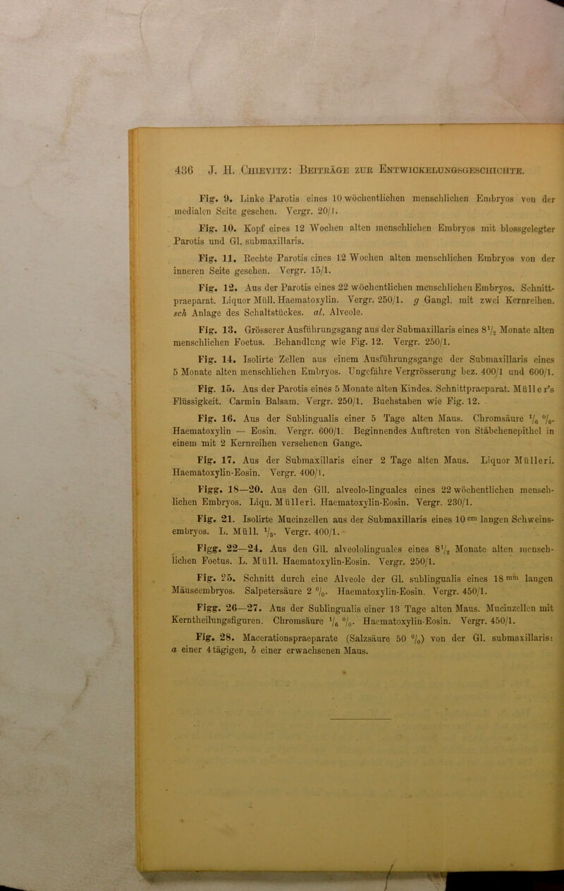 Fig. 9. Linke Parotis eines 10 wöchentlichen menschlichen Embryos von der medialen Seite gesehen. Vergr. 20/1. Fig. 10. Kopf eines 12 Wochen alten menschlichen Embryos mit blossgelegter Parotis und Gl. subraaxillaris. Fig. 11. Rechte Parotis eines 12 Wochen alten menschlichen Embryos von der inneren Seite gesehen. Vergr. 15/1. Fig. 12. Aus der Parotis eines 22 wöchentlichen menschlichen Embryos. Schnitt- praeparat. Liquor Müll. Haematoxylin. Vergr. 250/1. g Gaugl. mit zwei Kernreihen. sch Anlage des Schaltstückes, al. Alveole. Fig. 13. Grösserer Ausführungsgang aus der Submaxillaris eines 8 J/2 Monate alten menschlichen Foetus. Behandlung wie Fig. 12. Vergr. 250/1. Fig. 14. Isolirte Zellen aus einem Ausführungsgangc der Submaxillaris eines 5 Monate alten menschlichen Embryos. Ungefähre Vergrösserung bez. 400/1 und 600/1. Fig. 15. Aus der Parotis eines 5 Monate alten Kindes. Schnittpraeparat. Mülle Fs Flüssigkeit. Carmin Balsam. Vergr. 250/1. Buchstaben wie Fig. 12. Fig. 16. Aus der Sublingualis einer 5 Tage alten Maus. Chromsäure tja °/0- Haematoxylin — Eosin. Vergr. 600/1. Beginnendes Auftreten von Stäbchenepithel in einem mit 2 Kernreihen versehenen Gange. Fig. 17. Aus der Submaxillaris einer 2 Tage alten Maus. Liquor Mülleri. Haematoxylin-Eosin. Vergr. 400/1. Figg. IS—20. Aus den Gll. alveolo-linguales eines 22 wöchentlichen mensch- lichen Embryos. Liqu. Mülleri. Haematoxylin-Eosin. Vergr. 230/1. Fig. 21. Isolirte Mucinzellen aus der Submaxillaris eines 10cm langen Schweins- embryos. L. Müll. Vs- Vergr. 400/1. Figg. 22—24. Aus den Gll. alveololiuguales eines 8*^ Monate alten mensch- lichen Foetus. L. Müll. Haematoxylin-Eosin. Vergr. 250/1. Fig. 25. Schnitt durch eine Alveole der Gl. sublingualis eines 18mm laugen Mäuseembryos. Salpetersäure 2 °/0. Haematoxylin-Eosin. Vergr. 450/1. Figg. 26—27. Ans der Sublingualis einer 13 Tage alten Maus. Muciuzellcn mit Kerntheilungsfiguren. Chromsäure Vs °/o- Haematoxylin-Eosin. Vergr. 450/1. Fig. 28. Macerationspraeparate (Salzsäure 50 °/o) von der Gl. submaxillaris: a einer 4 tägigen, h einer erwachsenen Maus.