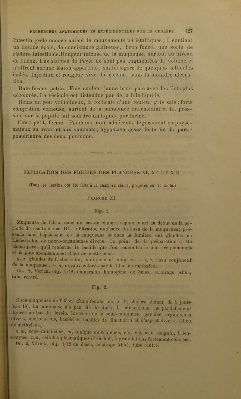 Intestin grêle encore animé de mouvements péristaltiques; il contient un liquide épais, de consistance glaireuse, brun foncé, une sorte de rdclure intestinale.Rougeur intense de la muqueuse, surtout au niveau de l’iléon. Les plaques de Peyer ne sont pas augmentées de volume et n'offrent aucune lésion apparente ; saillie légère de quelques follicules isolés. Injection et rougeur vive du cæcum, sans la moindre ulcéra- tion. Rate ferme, petite. Foie couleur jaune brun pâle avec des îlots plus décolorés. La vésicule est distendue par de la bile liquide. Reins un peu volumineux, la corticale d’une couleur gris sale ; forte congestion veineuse, surtout de la substance intermédiaire. La pres- sion sur la papille fait sourdre un liquide puriforme. Cœur petit, ferme. Poumons non adhérents, légèrement emphysé- mateux en avant et aux sommets ; hypostase assez forte de la partie postérieure des deux poumons. EXPLICATION DES FIGURES DES PLANCHES XI, XII ET XIII. (Tous les dessins ont été faits à la chambre claire, projetés sur la table.) Planche XL Fig. 1. Muqueuse de l’iléon dans un cas de choléra rapide, mort au début do la pé- riode de réaction (cas III). Infiltration nucléaire du tissu de la muqueuse; pré- sence dans l’épaisseur de la muqueuse et dans la lumière des glandes de Lieberkühn, de micro-organismes divers. Ce point de la préparation a été choisi parce qu’il renferme le bacille que l’on rencontre le plus fréquemment et le plus abondamment (bleu de méthylène). g, g, glandes de Lieberkühn, obliquement coupées; — t^c, tissu conjonctif de la muqueuse; — n, noyaux colorés par le bleu de méthylène. Oc. 2, Vérick, obj. 1/12, immersion homogène de Zeiss, éclairage Abbé, tube rentré. Fig. 2. Sous-muqueuse de l’iléon d’une femme morte di; choléra datant de 4 jours (cas 18). La muqueuse n’a pas été dessinée; la musculeuse est partiellement figurée au bas du dessin. Invasion de la sous-muqueuse par des organismes divers, micrococcus, bactéries, bacilles de dimension et d’aspect divers. (Dieu de méthylène.) s,/22, sous-muqueuse, m, tunique musculeuse, v,s, vaisseau sanguin, 1, leu- cocytes, n,n, cellules plasmatiques d’Ehrlich, à granulations fortement colorées. Oc. 2, Vérick, obj, 1/12 de Zeiss, éclairage Abbé, tube rentré.