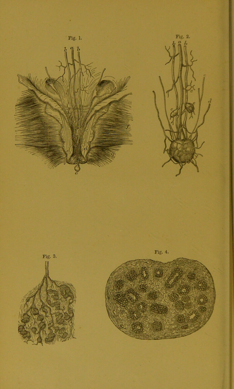 Fig. 2. Fig. 3. Fig. 4. Fig. 1.