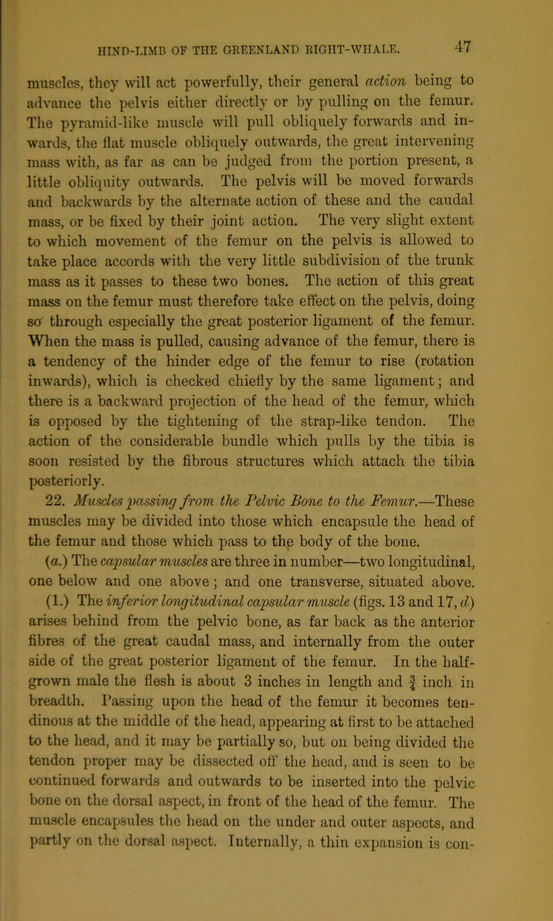 muscles, they will act powerfully, their general action being to advance the pelvis either directly or by pulling on the femur. The pyramid-like muscle will pull obliquely forwards and in- wards, the Hat muscle obliquely outwards, the great intervening mass with, as far as can be judged from the portion present, a little obliquity outwards. The pelvis will be moved forwards and backwards by the alternate action of these and the caudal mass, or be fixed by their joint action. The very slight extent to which movement of the femur on the pelvis is allowed to take place accords with the very little subdivision of the trunk mass as it passes to these two bones. The action of this great mass on the femur must therefore take effect on the pelvis, doing sa through especially the great posterior ligament of the femur. When the mass is pulled, causing advance of the femur, there is a tendency of the hinder edge of the femur to rise (rotation inwards), which is checked chiefly by the same ligament; and there is a backward projection of the head of the femur, which is opposed by the tightening of the strap-like tendon. The action of the considerable bundle which pulls by the tibia is soon resisted by the fibrous structures which attach the tibia posteriorly. 22. Muscles passing from the Pelvic Bone to the Femur.—These muscles may be divided into those which encapsule the head of the femur and those which pass to the body of the bone. (a.) The capsular muscles are three in number—two longitudinal, one below and one above ; and one transverse, situated above. (1.) The inferior longitudinal capsular muscle (figs. 13 and 17, cl) arises behind from the pelvic bone, as far back as the anterior fibres of the great caudal mass, and internally from the outer side of the great posterior ligament of the femur. In the half- grown male the flesh is about 3 inches in length and £ inch in breadth. Passing upon the head of the femur it becomes ten- dinous at the middle of the head, appearing at first to be attached to the head, and it may be partially so, but on being divided the tendon proper may be dissected off the head, and is seen to be continued forwards and outwards to be inserted into the pelvic bone on the dorsal aspect, in front of the head of the femur. The muscle encapsules the head on the under and outer aspects, and partly on the dorsal aspect. Internally, a thin expansion is con-