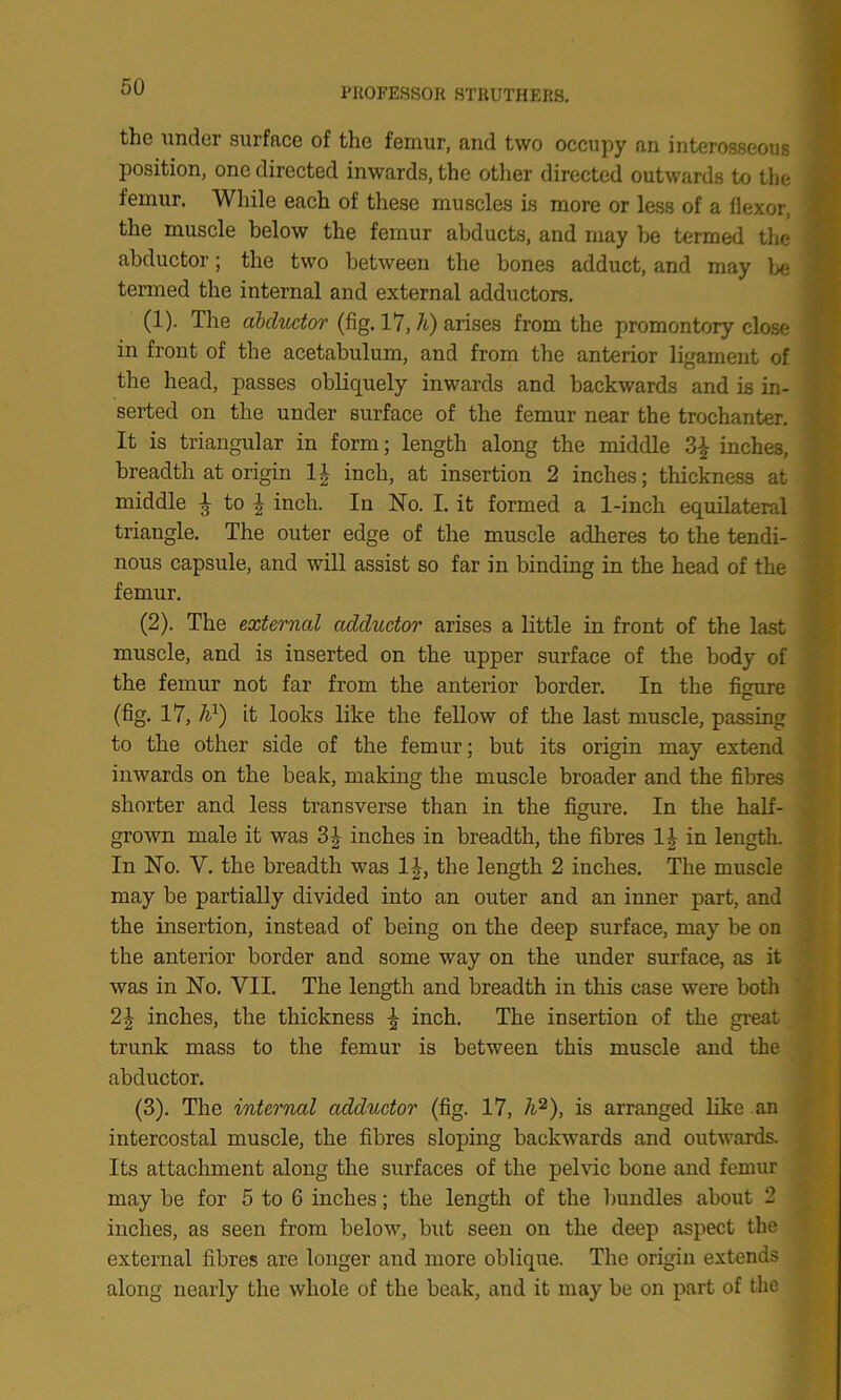 the under surface of the femur, and two occupy an interosseous position, one directed inwards, the other directed outwards to the femur. While each of these muscles is more or less of a flexor, the muscle below the femur abducts, and may be termed the abductor; the two between the bones adduct, and may be termed the internal and external adductors. (1) . The abductor (fig. 17, /t) arises from the promontory close in front of the acetabulum, and from the anterior ligament of the head, passes obliquely inwards and backwards and is in- serted on the under surface of the femur near the trochanter. It is triangular in form; length along the middle inches, breadth at origin 1£ inch, at insertion 2 inches; thickness at middle £ to £ inch. In No. I. it formed a 1-inch equilateral triangle. The outer edge of the muscle adheres to the tendi- nous capsule, and will assist so far in binding in the head of the femur. (2) . The external adductor arises a little in front of the last muscle, and is inserted on the upper surface of the body of the femur not far from the anterior border. In the figure (fig. 17, A1) it looks like the fellow of the last muscle, passing to the other side of the femur; but its origin may extend inwards on the beak, making the muscle broader and the fibres shorter and less transverse than in the figure. In the half- grown male it was 3J inches in breadth, the fibres 1J in length. In No. V. the breadth was 1£, the length 2 inches. The muscle may be partially divided into an outer and an inner part, and the insertion, instead of being on the deep surface, may be on the anterior border and some way on the under surface, as it was in No. VII. The length and breadth in this case were both 21 inches, the thickness ^ inch. The insertion of the great trunk mass to the femur is between this muscle and the abductor. (3) . The internal adductor (fig. 17, A2), is arranged like an intercostal muscle, the fibres sloping backwards and outwards. Its attachment along the surfaces of the pelvic bone and femur may be for 5 to 6 inches; the length of the bundles about 2 inches, as seen from below, but seen on the deep aspect the external fibres are longer and more oblique. The origin extends along nearly the whole of the beak, and it may be on part of the