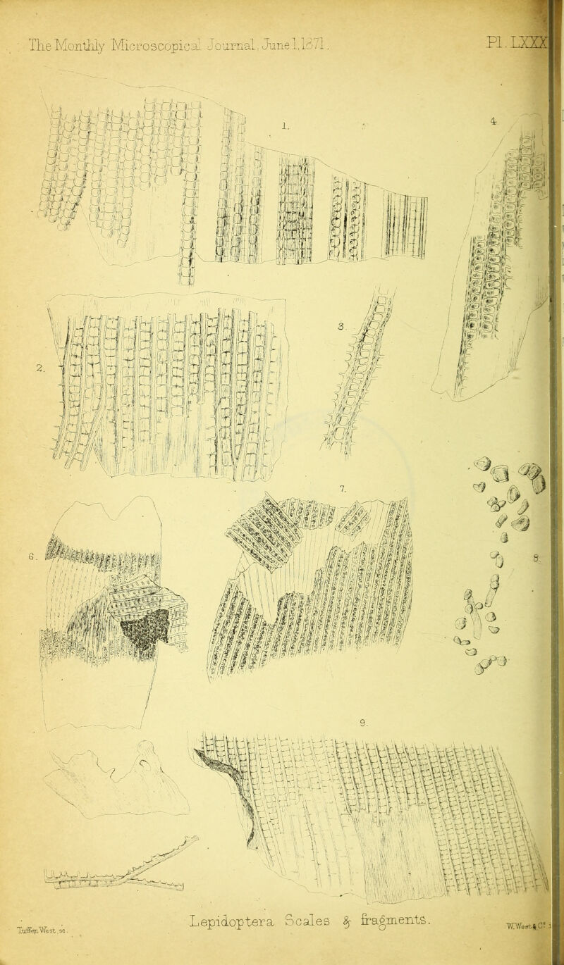 BieMonthly Microscopical Journal, Junel,id71 VU'yUQ'y. LepicLqptem Scales §• fragments TuffejiAWest ,sc.