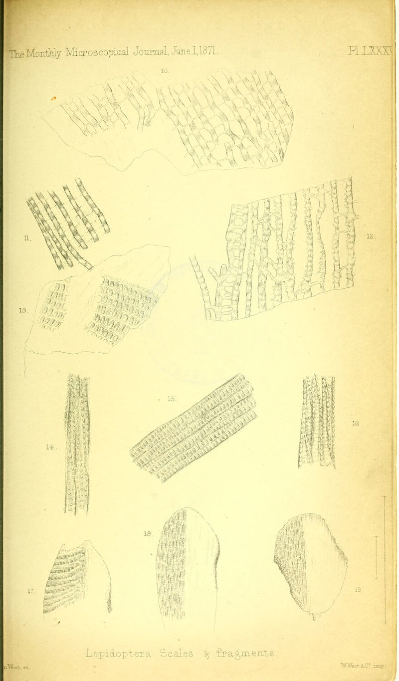Monthly Microscopical Journal, June.1,1871. PI LXXX1 Lepidoptera. Scales % fragment5 i West. 3-. W.West &C° im».