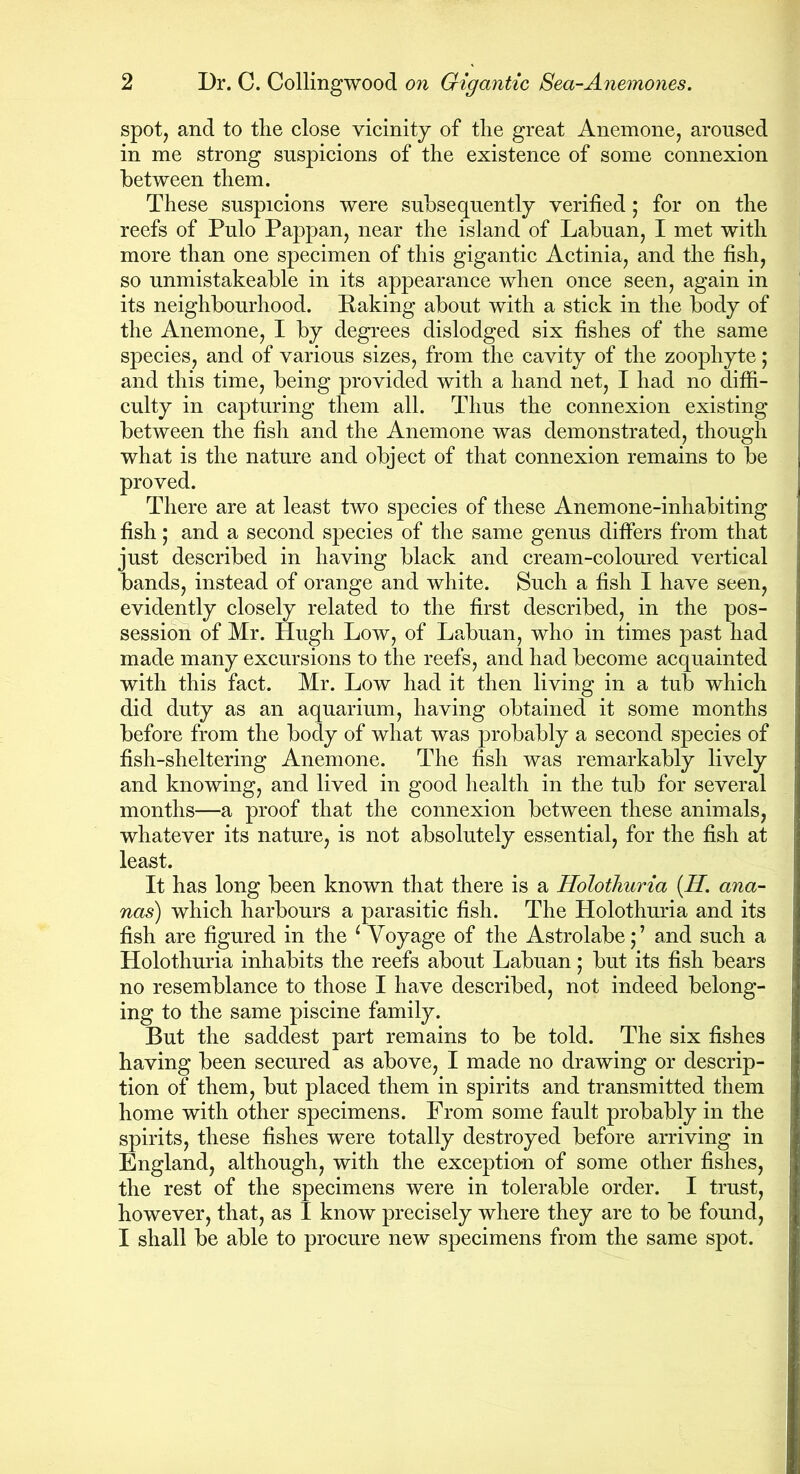 2 Dr. C. Collingwood on Gigantic Sea-Anemones. spot, and to the close vicinity of the great Anemone, aroused in me strong suspicions of the existence of some connexion between them. These suspicions were subsequently verified; for on the reefs of Pulo Pappan, near the island of Labuan, I met with more than one specimen of this gigantic Actinia, and the fish, so unmistakeable in its appearance when once seen, again in its neighbourhood. Raking about with a stick in the body of the Anemone, I by degrees dislodged six fishes of the same species, and of various sizes, from the cavity of the zoophyte; and this time, being provided with a hand net, I had no diffi- culty in capturing them all. Thus the connexion existing between the fish and the Anemone was demonstrated, though what is the nature and object of that connexion remains to be proved. There are at least two species of these Anemone-inhabiting fish; and a second species of the same genus differs from that just described in having black and cream-coloured vertical bands, instead of orange and white. Such a fish I have seen, evidently closely related to the first described, in the pos- session of Mr. Hugh Low, of Labuan, who in times past had made many excursions to the reefs, and had become acquainted with this fact. Mr. Low had it then living in a tub which did duty as an aquarium, having obtained it some months before from the body of what was probably a second species of fish-sheltering Anemone. The fish was remarkably lively and knowing, and lived in good health in the tub for several months—a proof that the connexion between these animals, whatever its nature, is not absolutely essential, for the fish at least. It has long been known that there is a Holothuria (II ana- nas) which harbours a parasitic fish. The Holothuria and its fish are figured in the i Voyage of the Astrolabe •’ and such a Holothuria inhabits the reefs about Labuan; but its fish bears no resemblance to those I have described, not indeed belong- ing to the same piscine family. But the saddest part remains to be told. The six fishes having been secured as above, I made no drawing or descrip- tion of them, but placed them in spirits and transmitted them home with other specimens. From some fault probably in the spirits, these fishes were totally destroyed before arriving in England, although, with the exception of some other fishes, the rest of the specimens were in tolerable order. I trust, however, that, as I know precisely where they are to be found, I shall be able to procure new specimens from the same spot.