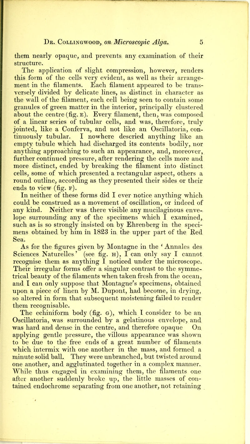 them nearly opaque, and prevents any examination of their structure. The application of slight compression, however, renders this form of the cells very evident, as well as their arrange- ment in the filaments. Each filament appeared to he trans- versely divided by delicate lines, as distinct in character as the wall of the filament, each cell being seen to contain some granules of green matter in the interior, principally clustered about the centre (fig. e). Every filament, then, was composed of a linear series of tubular cells, and was, therefore, truly jointed, like a Conferva, and not like an Oscillatoria, con- tinuously tubular. I nowhere descried anything like an empty tubule which had discharged its contents bodily, nor anything approaching to such an appearance, and, moreover, further continued pressure, after rendering the cells more and more distinct, ended by breaking the filament into distinct cells, some of which presented a rectangular aspect, others a round outline, according as they presented their sides or their ends to view (fig. f). In neither of these forms did I ever notice anything which could be construed as a movement of oscillation, or indeed of any kind. Neither was there visible any mucilaginous enve- lope surrounding any of the specimens which I examined, such as is so strongly insisted on by Ehrenberg in the speci- mens obtained by him in 1823 in the upper part of the Red Sea. As for the figures given by Montagne in the ‘ Annales des Sciences Naturelles ’ (see fig. h), I can only say I cannot recognise them as anything I noticed under the microscope. Their irregular forms offer a singular contrast to the symme- trical beauty of the filaments when taken fresh from the ocean, and I can only suppose that Montagne's specimens, obtained upon a piece of linen by M. Dupont, had become, in drying, so altered in form that subsequent moistening failed to render them recognisable. The echiniform body (fig. g), which I consider to be an Oscillatoria, was surrounded by a gelatinous envelope, and was hard and dense in the centre, and therefore opaque On applying gentle pressure, the villous appearance was shown to be due to the free ends of a great number of filaments which intermix with one another in the mass, and formed a minute solid ball. They were unbranched, but twisted around one another, and agglutinated together in a complex manner. While thus engaged in examining them, the filaments one after another suddenly broke up, the little masses of con- tained endochrome separating from one another, not retaining