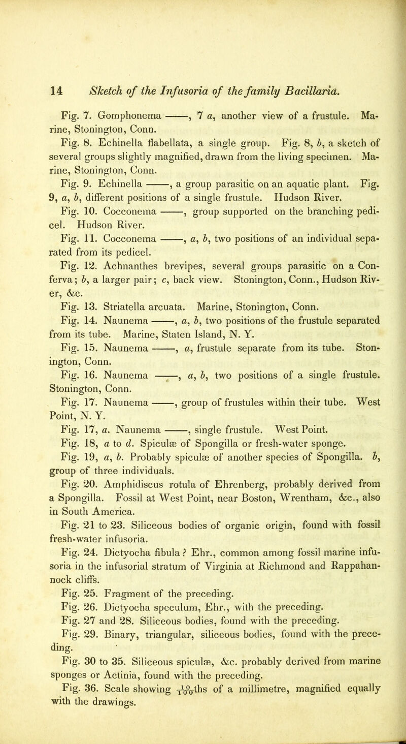 Fig. 7. Gomphonema , 7 a, another view of a frustule. Ma- rine, Stonington, Conn. Fig. 8. Echinella flabellata, a single group. Fig. 8, Z>, a sketch of several groups slightly magnified, drawn from the living specimen. Ma- rine, Stonington, Conn. Fig. 9. Echinella , a group parasitic on an aquatic plant. Fig. 9, a, &, different positions of a single frustule. Hudson River. Fig. 10. Cocconema , group supported on the branching pedi- cel. Hudson River. Fig. 11. Cocconema , «, Z>, two positions of an individual sepa- rated from its pedicel. Fig. 12. Achnanthes brevipes, several groups parasitic on a Con- ferva; b, a larger pair; c, back view. Stonington, Conn., Hudson Riv- er, &c. Fig. 13. Striatella arcuata. Marine, Stonington, Conn. Fig. 14. Naunema , «, &, two positions of the frustule separated from its tube. Marine, Staten Island, N. Y. Fig. 15. Naunema , a, frustule separate from its tube. Ston- ington, Conn. Fig. 16. Naunema ——■, a, &, two positions of a single frustule. Stonington, Conn. Fig. 17. Naunema , group of frustules within their tube. West Point, N. Y. Fig. 17, a. Naunema , single frustule. West Point. Fig. 18, a to d. Spiculse of Spongilla or fresh-water sponge. Fig. 19, a, b. Probably spiculse of another species of Spongilla. b, group of three individuals. Fig. 20. Amphidiscus rotula of Ehrenberg, probably derived from a Spongilla. Fossil at West Point, near Boston, Wrentham, &c., also in South America. Fig. 21 to 23. Siliceous bodies of organic origin, found with fossil fresh-water infusoria. Fig. 24. Dictyocha fibula? Ehr., common among fossil marine infu- soria in the infusorial stratum of Virginia at Richmond and Rappahan- nock cliffs. Fig. 25. Fragment of the preceding. Fig. 26. Dictyocha speculum, Ehr., with the preceding. Fig. 27 and 28. Siliceous bodies, found with the preceding. Fig. 29. Binary, triangular, siliceous bodies, found with the prece- ding. Fig. 30 to 35. Siliceous spiculse, &c. probably derived from marine sponges or Actinia, found with the preceding. Fig. 36. Scale showing y^ths of a millimetre, magnified equally with the drawings.