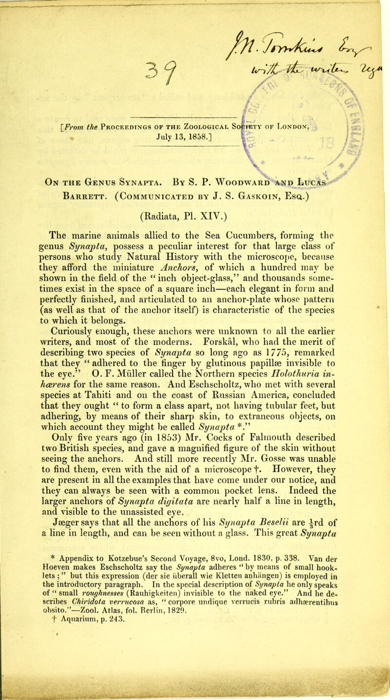 ■ JrnACiL* <C [From the Proceedings of the Zoological Si July 13, 1858.] On the Genus Synapta. By S. P. Woodward and Lucas Barrett. (Communicated by J. S. Gaskoin, Esq.) (Radiata, PI. XIV.) The marine animals allied to the Sea Cucumbers, forming the genus Synapta, possess a peculiar interest for that large class of persons who study Natural History with the microscope, because they alford the miniature Anchors, of which a hundred may be shown in the field of the “inch object-glass,” and thousands some- times exist in the space of a square inch—each elegant in form and perfectly finished, and articulated to an anchor-plate whose pattern (as well as that of the anchor itself) is characteristic of the species to which it belongs. Curiously enough, these anchors were unknown to all the earlier writers, and most of the moderns. Forskal, who had the merit of describing two species of Synapta so long ago as 1775, remarked that they “ adhered to the finger by glutinous papillae invisible to the eye.” O. F. Muller called the Northern species Holothuria in- hcerens for the same reason. And Eschscholtz, who met with several species at Tahiti and on the coast of Russian America, concluded that they ought “ to form a class apart, not having tubular feet, but adhering, by means of their sharp skin, to extraneous objects, on which account they might be called Synapta Only five years ago (in 1853) Mr. Cocks of Falmouth described two British species, and gave a magnified figure of the skin without seeing the anchors. And still more recently Mr. Gosse was unable to find them, even with the aid of a microscope +• However, they are present in all the examples that have come under our notice, and they can always be seen with a common pocket lens. Indeed the larger anchors of Synapta digitata are nearly half a line in length, and visible to the unassisted eye. Jseger says that all the anchors of his Synapta Beselii are |rd of a line in length, and can be seen without a glass. This great Synapta * Appendix to Kotzebue’s Second Voyage, 8vo, Lond. 1830, p. 338. Van der Hoeven makes Eschscholtz say the Synapta adheres “ by means of small hook- lets ; ” but this expression (der sie uberall wie Kletten anhangen) is employed in the introductory paragraph. In the special description of Synapta he only speaks of “ small roughnesses (Rauhigkeiten) invisible to the naked eye.” And he de- scribes Chiridota verrucosa as, “ corpore undique verrucis rubris adhaerentibus obsito.”—Zool. Atlas, fol. Berlin, 1829. t Aquarium, p. 243. iety of London, I V